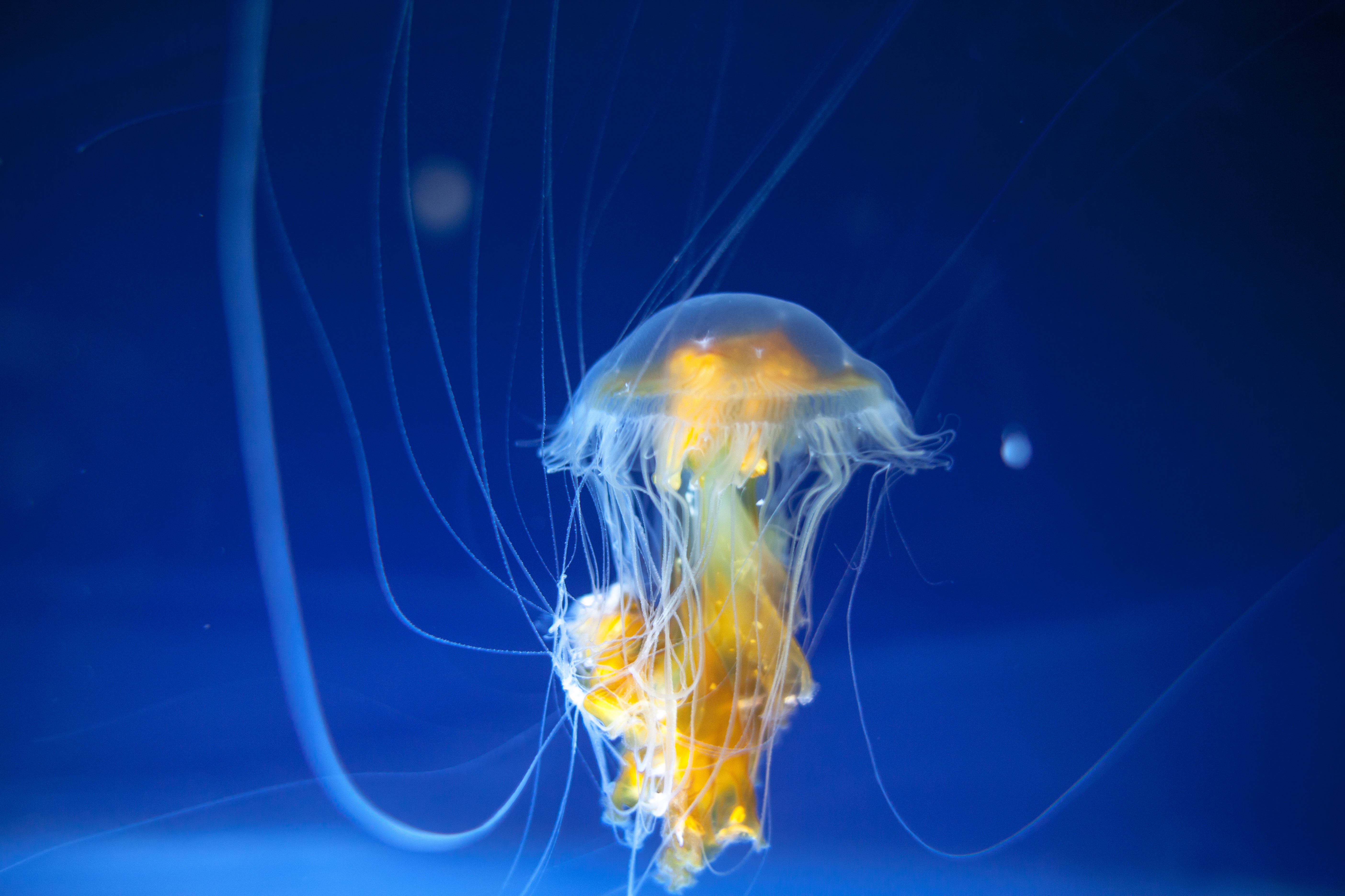 155775 завантажити картинку щупальця, тварини, океан, підводний світ, медуза, акваріум - шпалери і заставки безкоштовно
