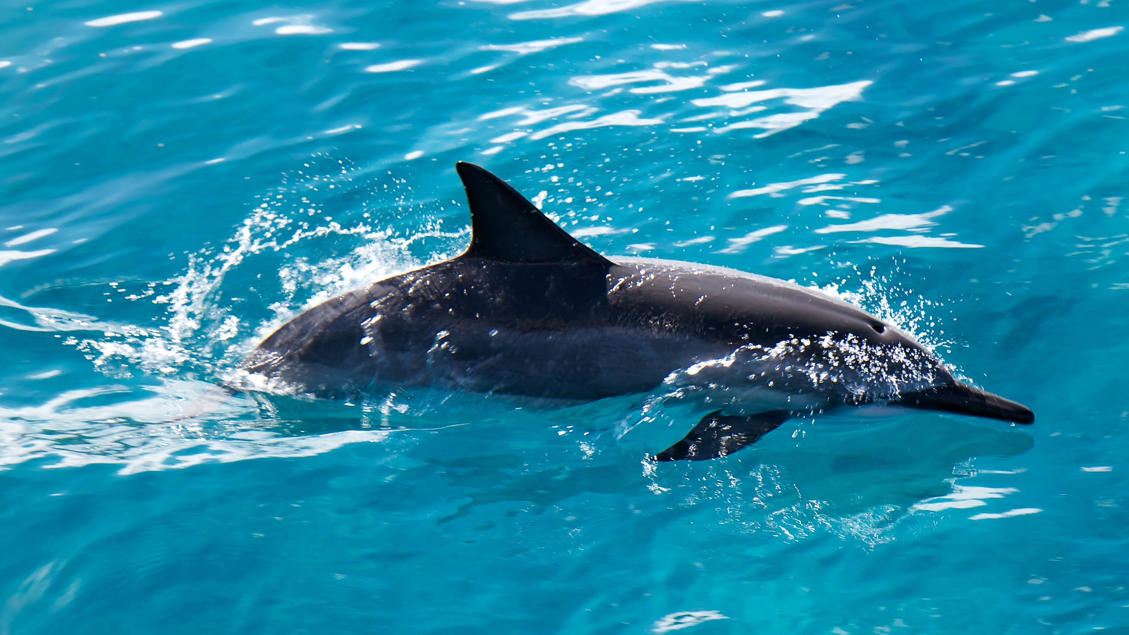 620064 Bild herunterladen tiere, delfin - Hintergrundbilder und Bildschirmschoner kostenlos