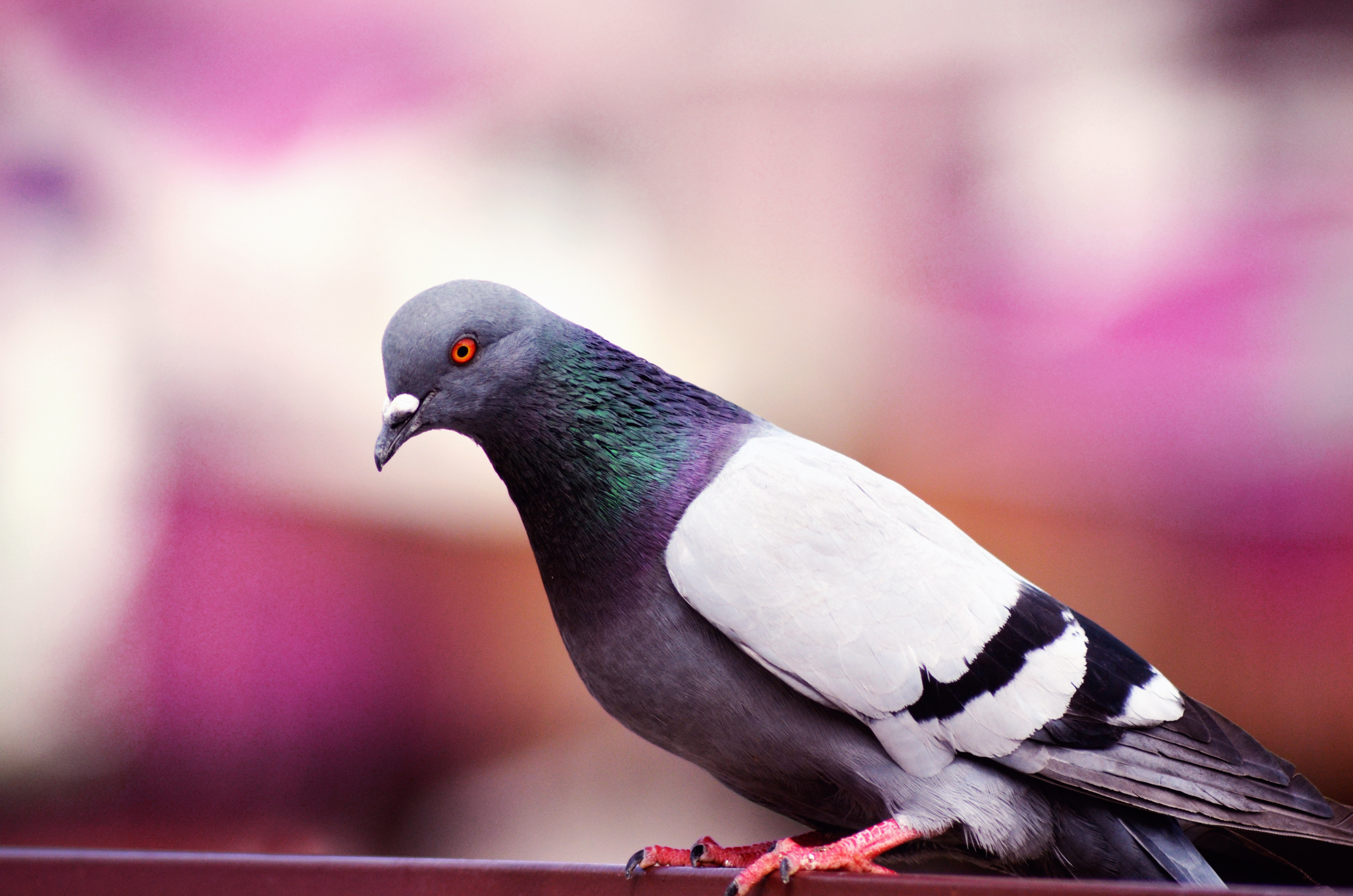 Free download wallpaper Animals, Bird, Dove, Color on your PC desktop