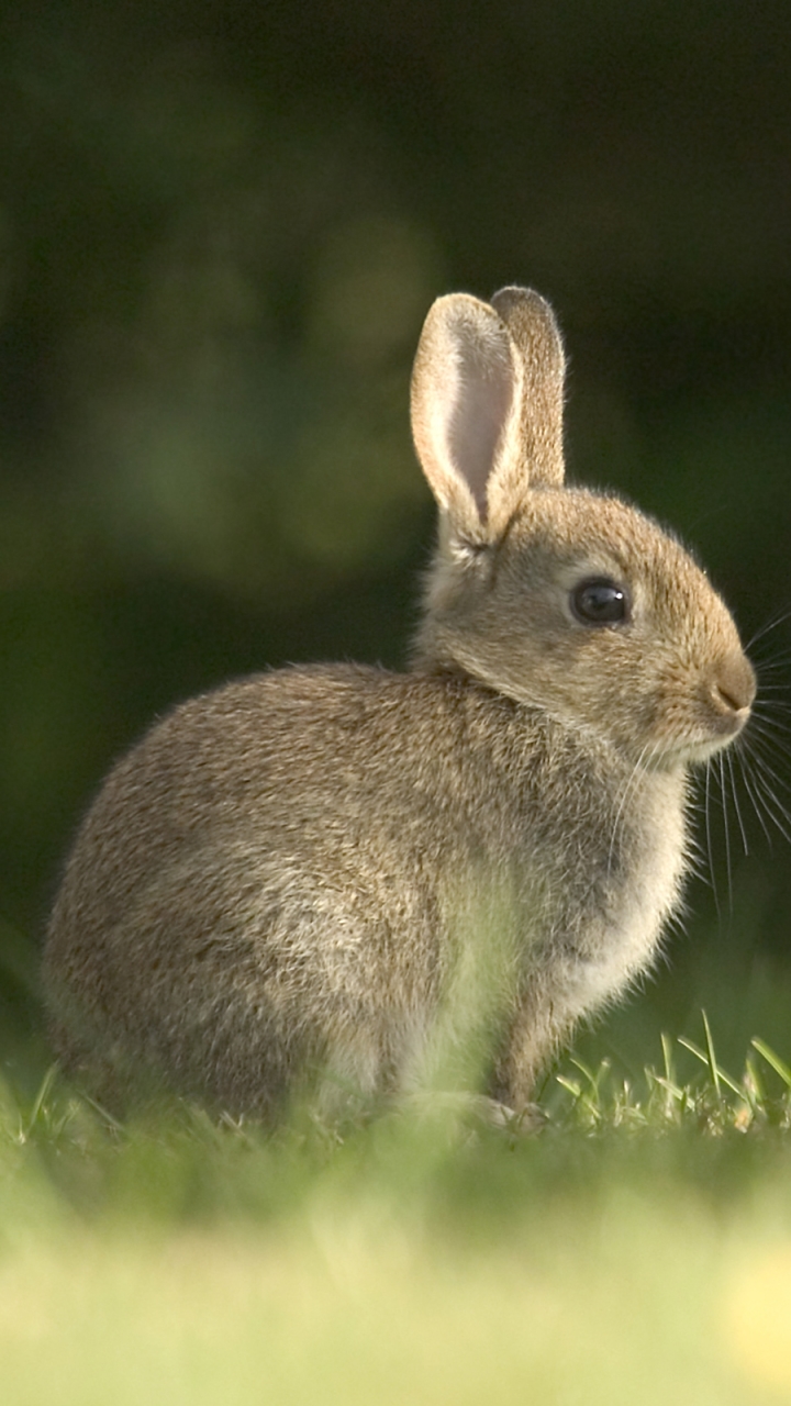 Handy-Wallpaper Tiere, Hase kostenlos herunterladen.