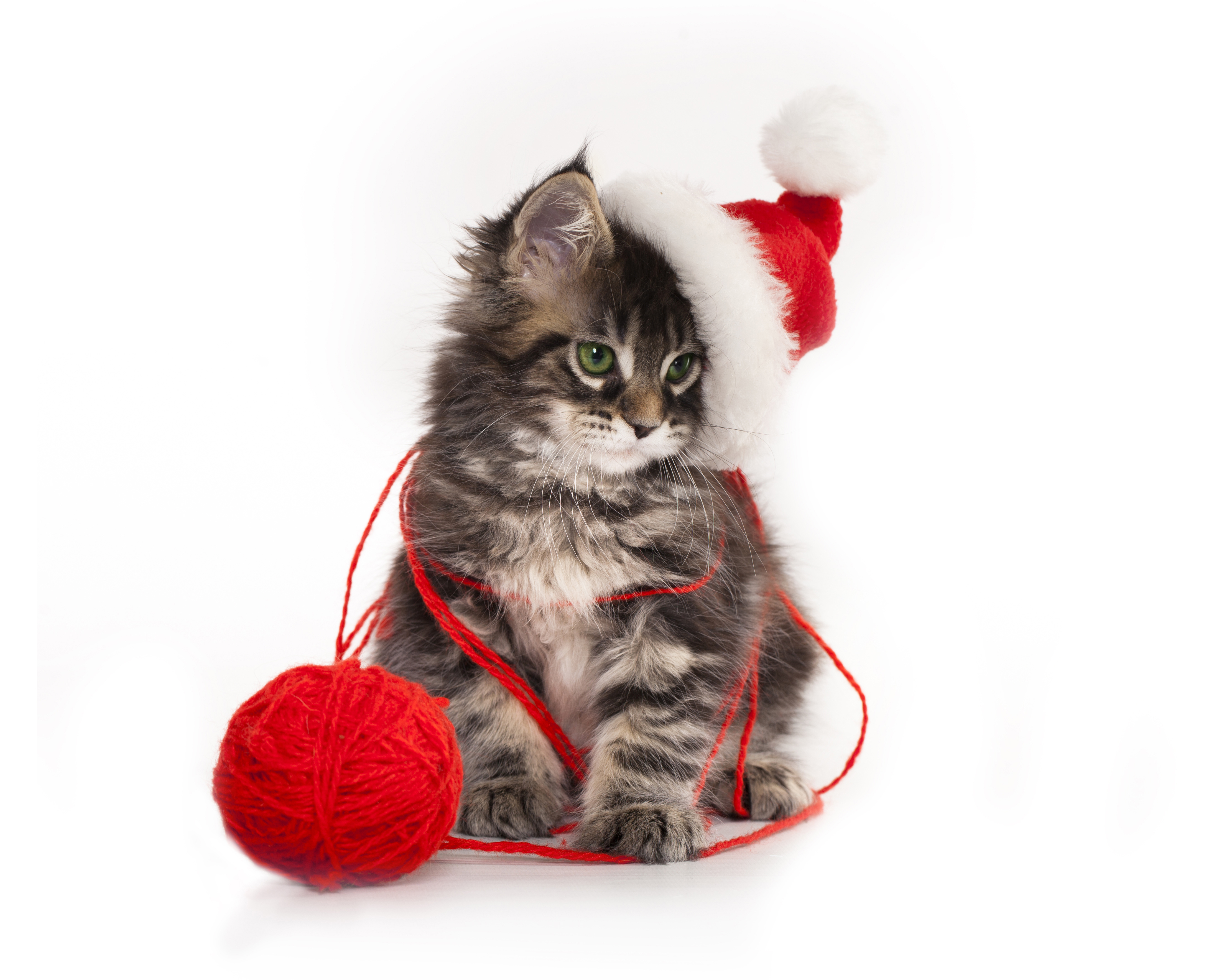 Laden Sie das Tiere, Katzen, Katze, Kätzchen, Tierbaby, Weihnachtsmütze-Bild kostenlos auf Ihren PC-Desktop herunter