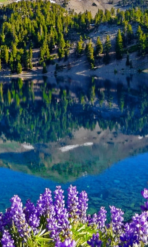 Baixar papel de parede para celular de Lagos, Lago, Floresta, Lavanda, Terra/natureza gratuito.