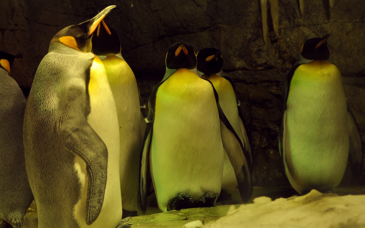 Download mobile wallpaper Animal, Penguin for free.