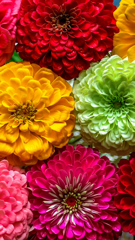 Handy-Wallpaper Blumen, Blume, Erde, Farben, Dahlien, Bunt, Gelbe Blume, Lila Blume, Rote Blume, Erde/natur kostenlos herunterladen.