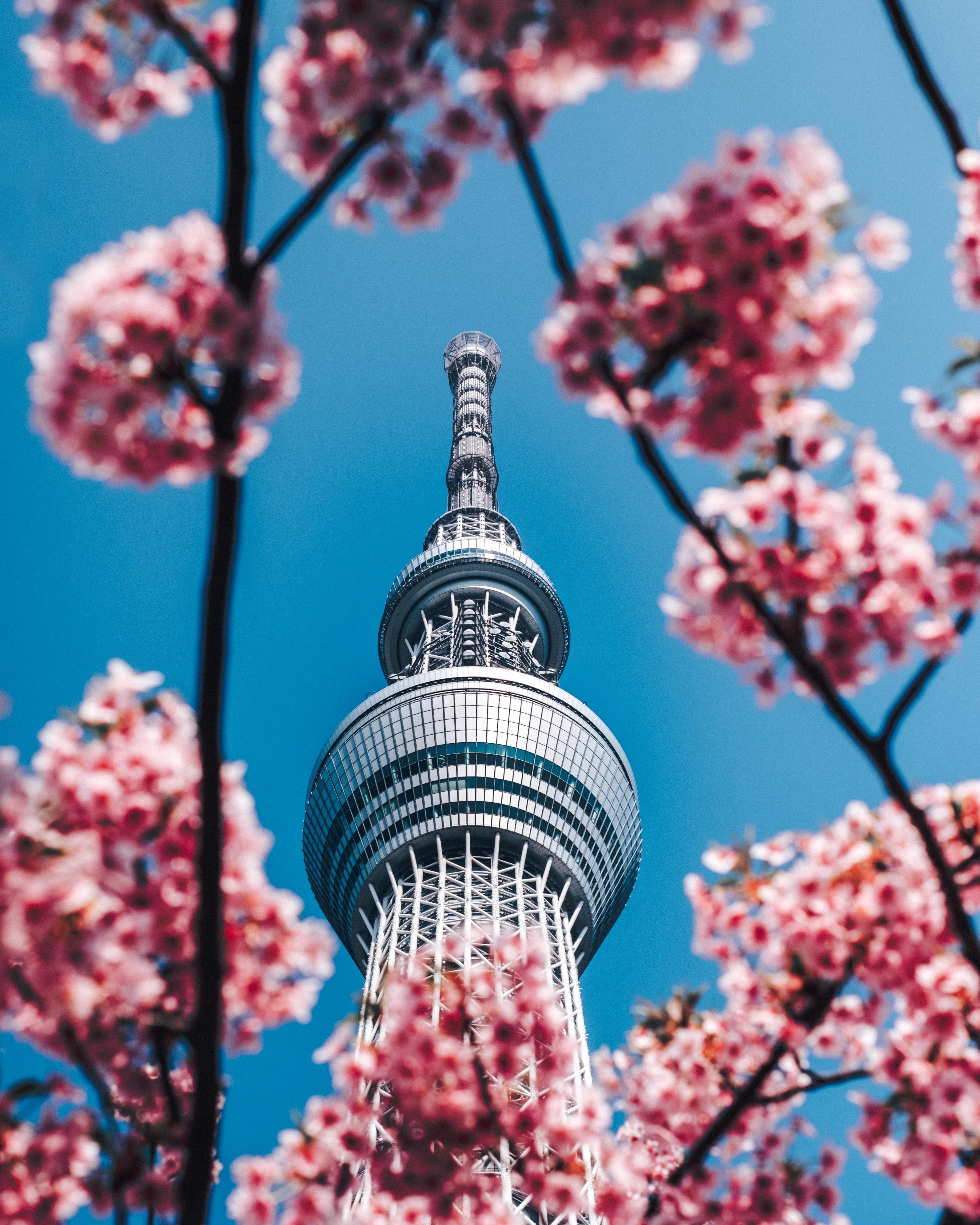 Laden Sie das Gebäude, Turm, Städte, Architektur, Blumen, Frühling, Sakura-Bild kostenlos auf Ihren PC-Desktop herunter
