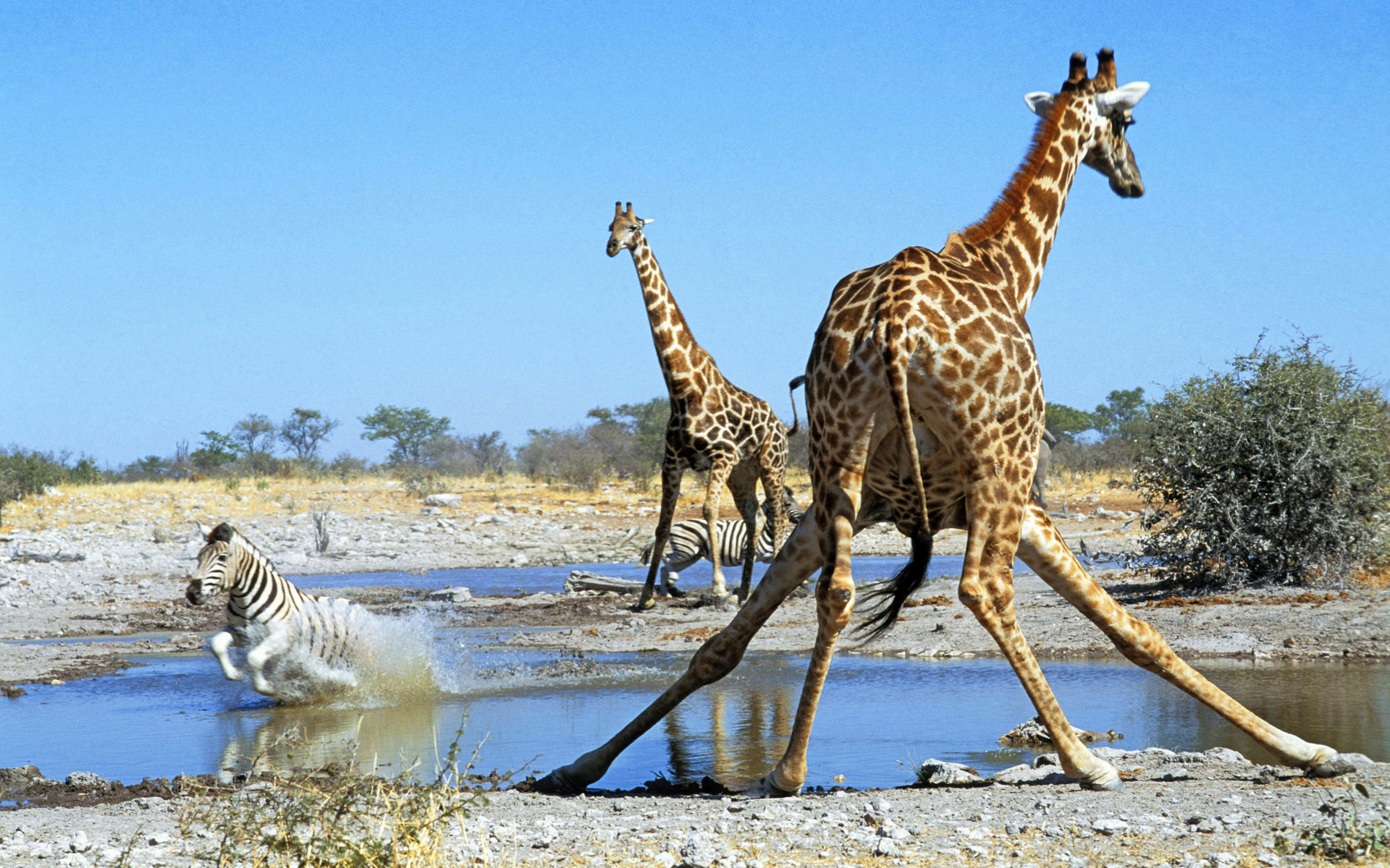 animal, giraffe, savannah, zebra