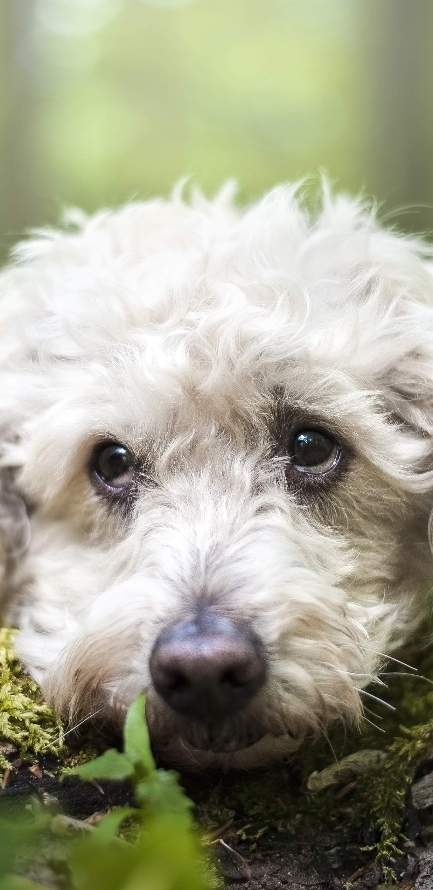 Laden Sie das Tiere, Hunde, Hund, Schnauze-Bild kostenlos auf Ihren PC-Desktop herunter
