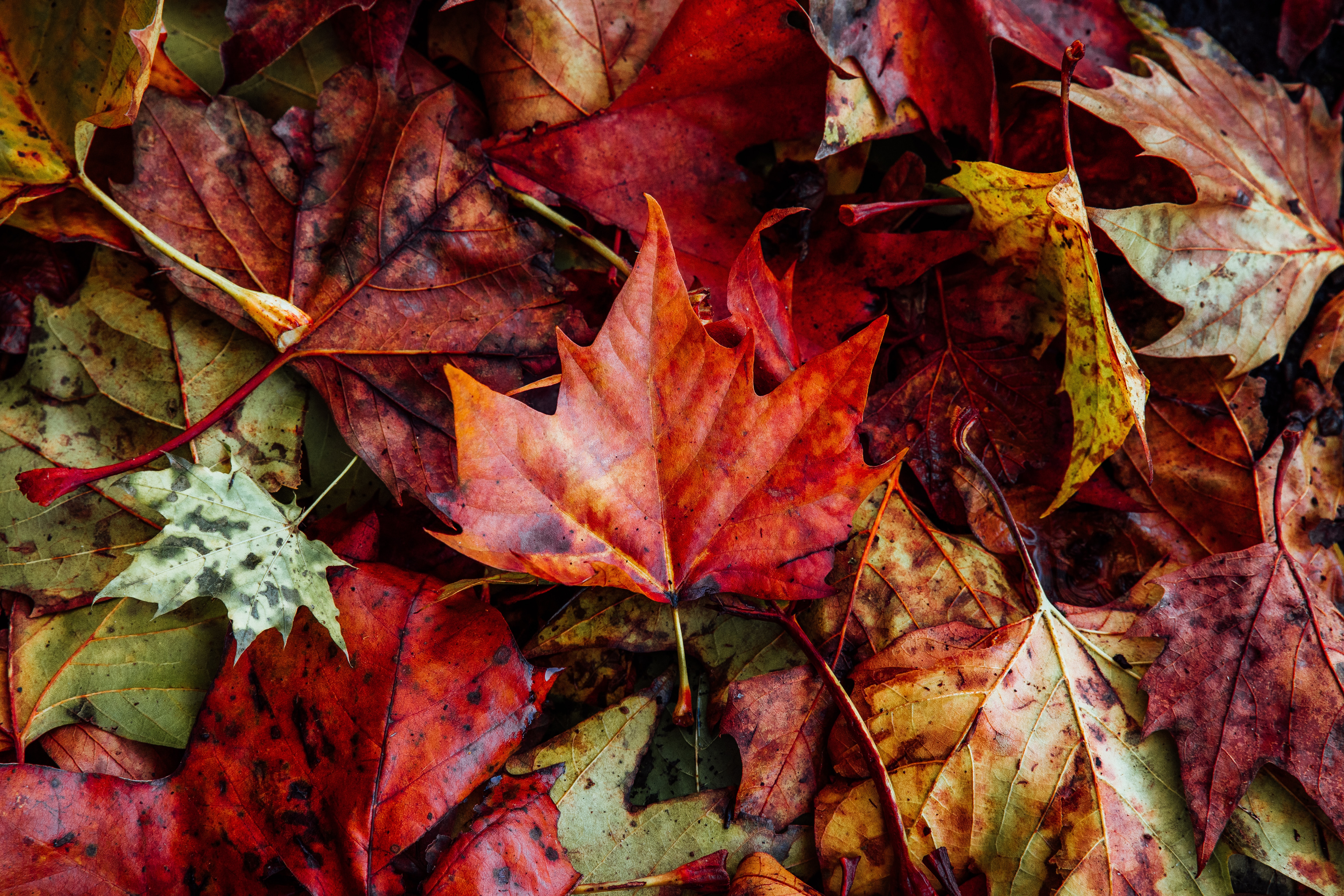 Download mobile wallpaper Dry, Leaves, Fallen, Nature, Autumn for free.