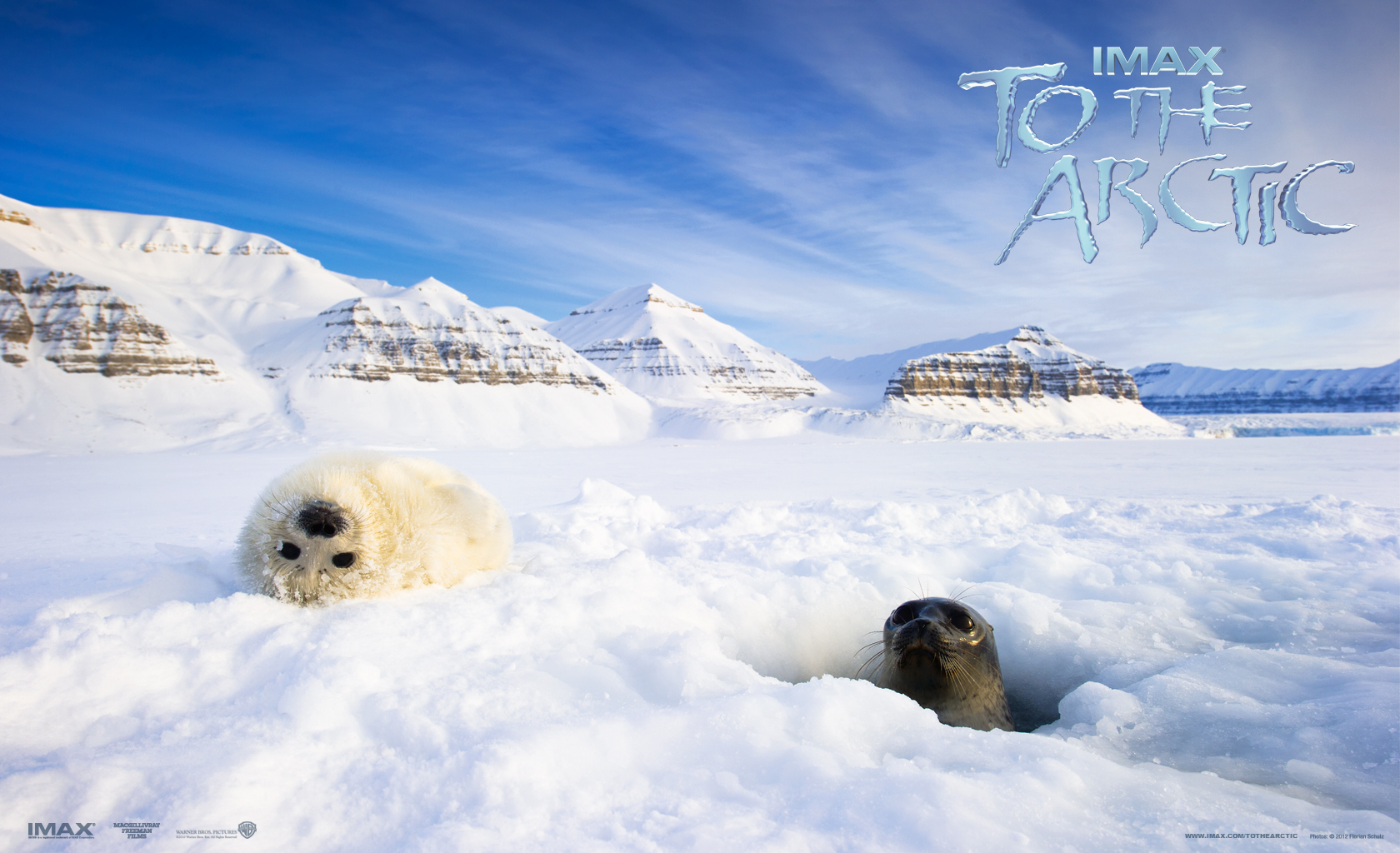 537392 descargar fondo de pantalla antártida, películas, al ártico, ártico, hielo, montaña, foca, nieve: protectores de pantalla e imágenes gratis