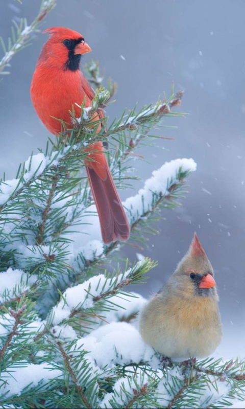 Téléchargez des papiers peints mobile Cardinal, Des Oiseaux, Animaux gratuitement.