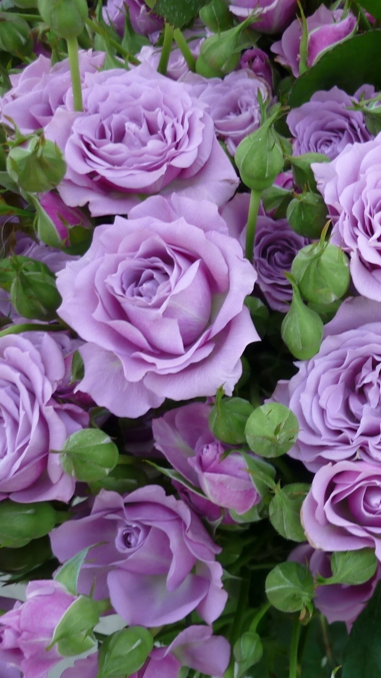 Baixar papel de parede para celular de Flores, Rosa, Flor, Terra, Flor Roxa, Terra/natureza, Rosa Púrpura gratuito.