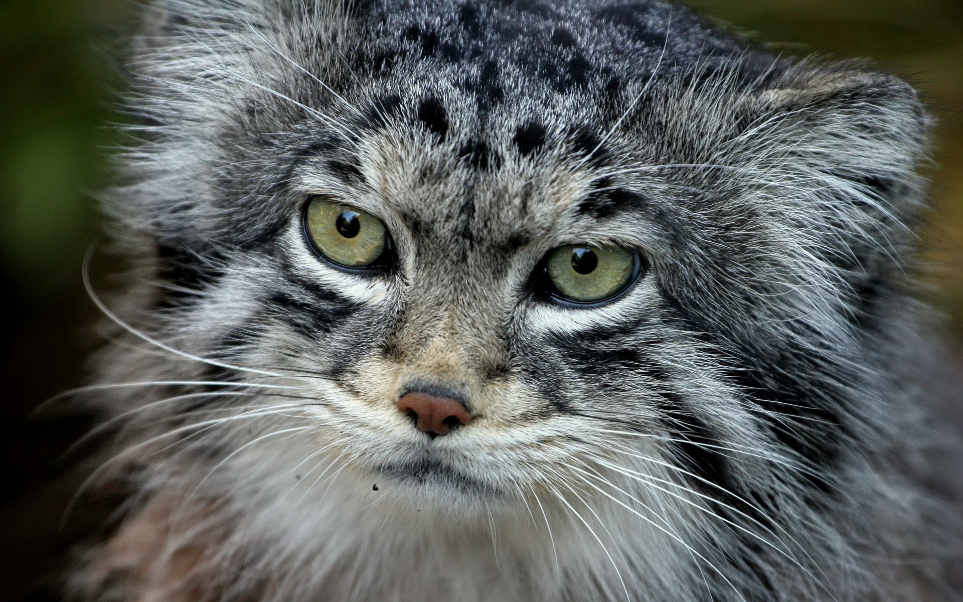 Download mobile wallpaper Animal, Pallas's Cat for free.