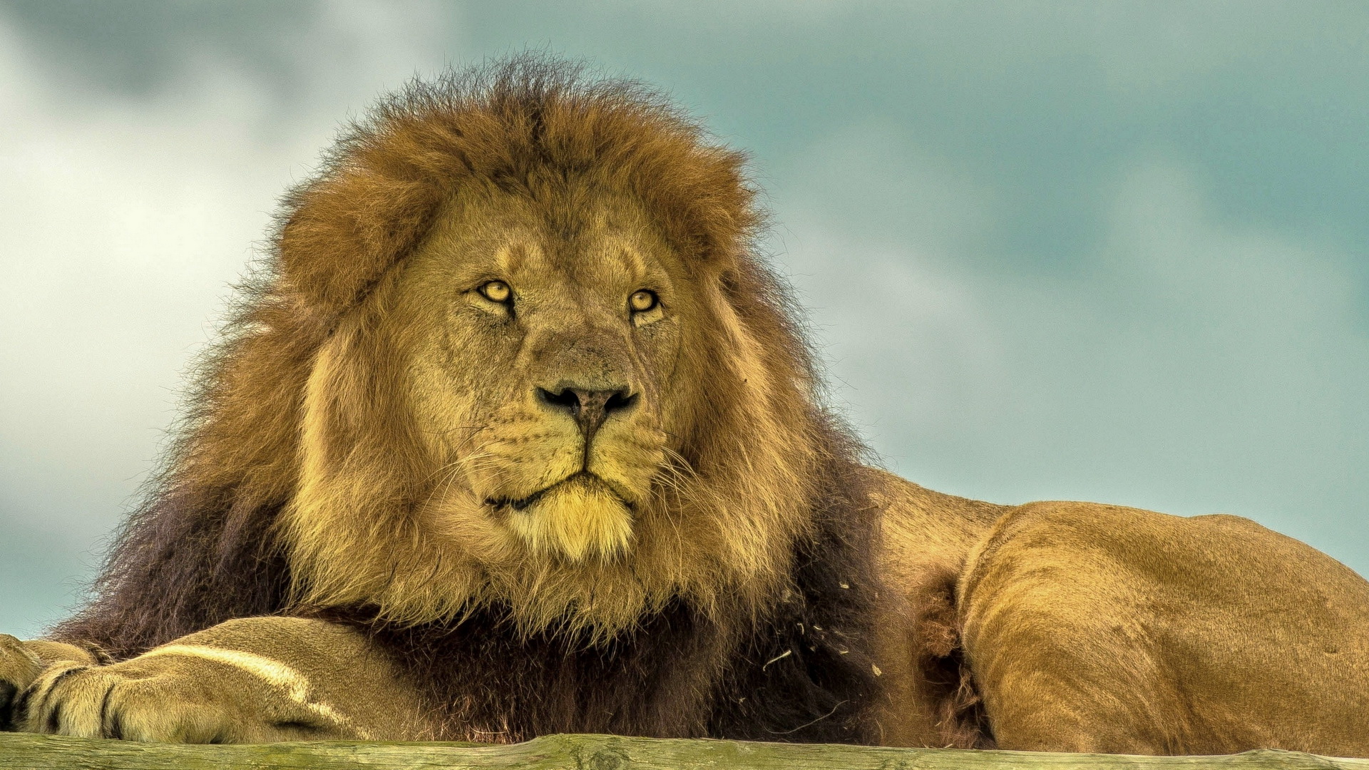 Téléchargez des papiers peints mobile Lion, Chats, Animaux gratuitement.