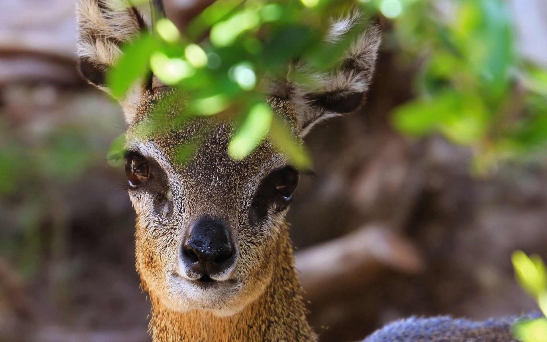 Laden Sie Afrikanische Antilope HD-Desktop-Hintergründe herunter