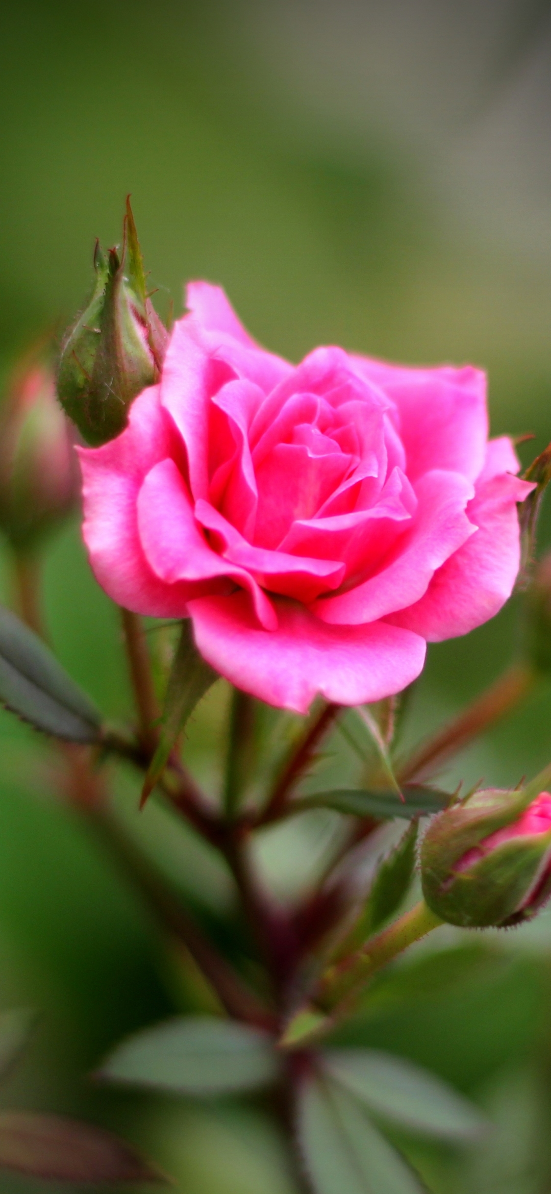 Download mobile wallpaper Nature, Flowers, Flower, Rose, Bud, Blur, Earth, Pink Rose for free.