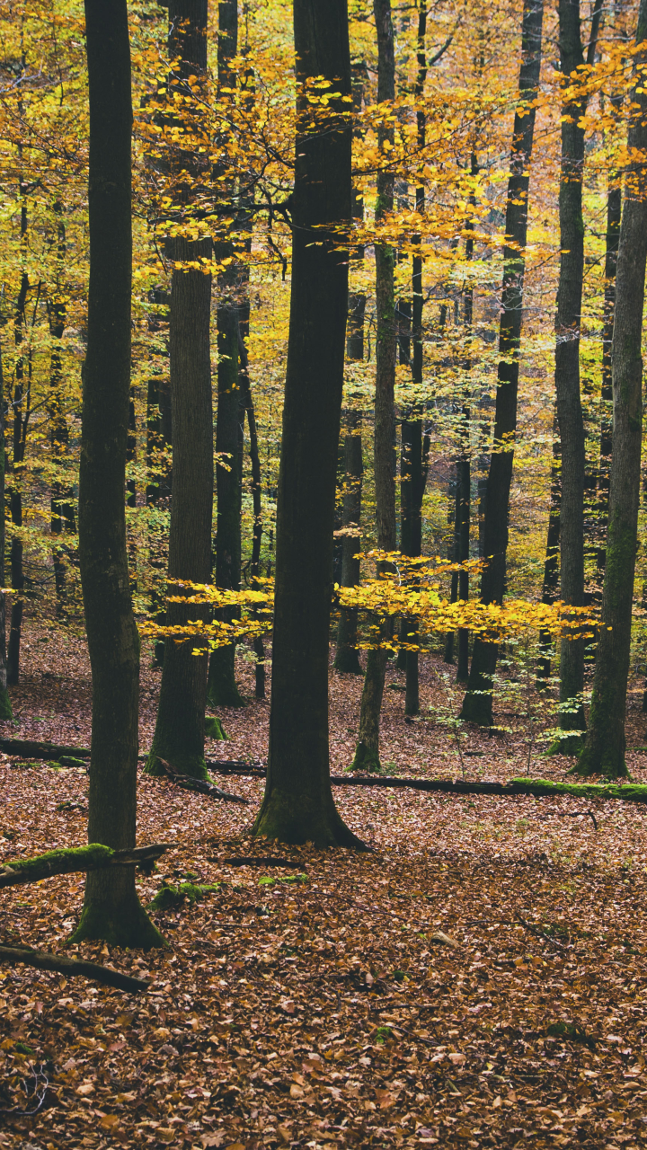 Скачать картинку Природа, Осень, Лес, Дерево, Падать, Земля/природа в телефон бесплатно.