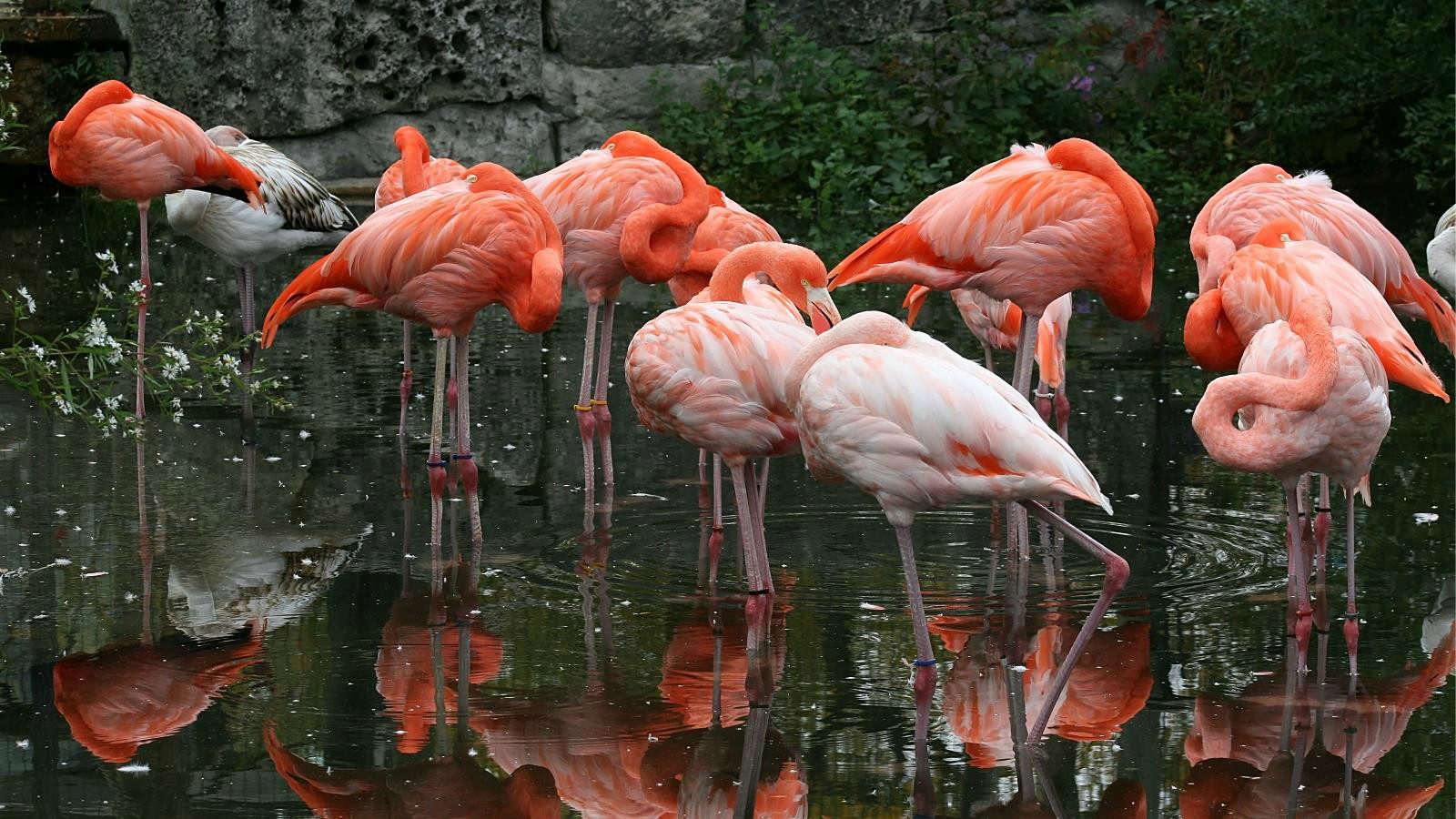 Baixar papel de parede para celular de Flamingo, Aves, Animais gratuito.