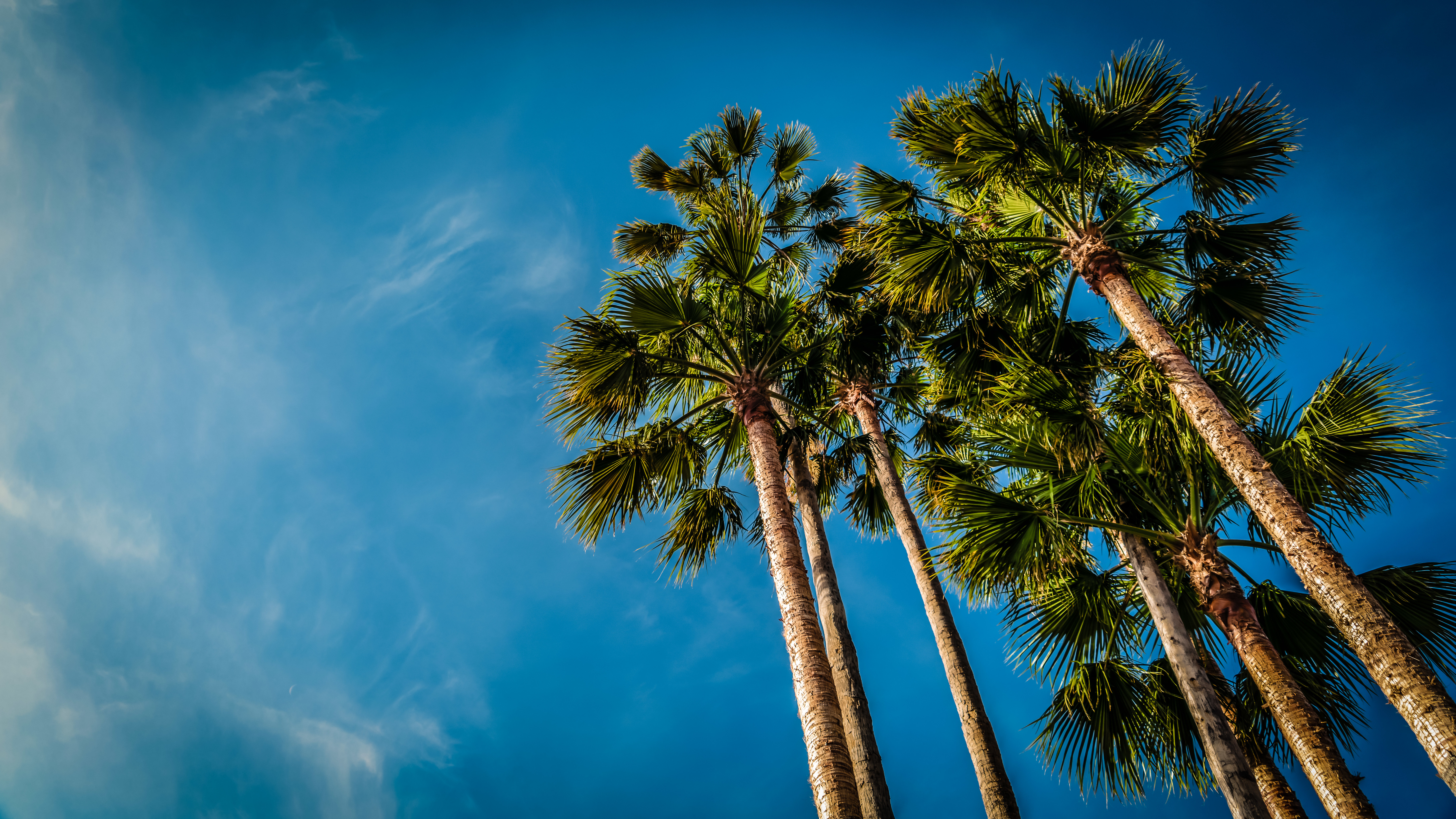palm, bottom view, nature, beach, sky HD wallpaper