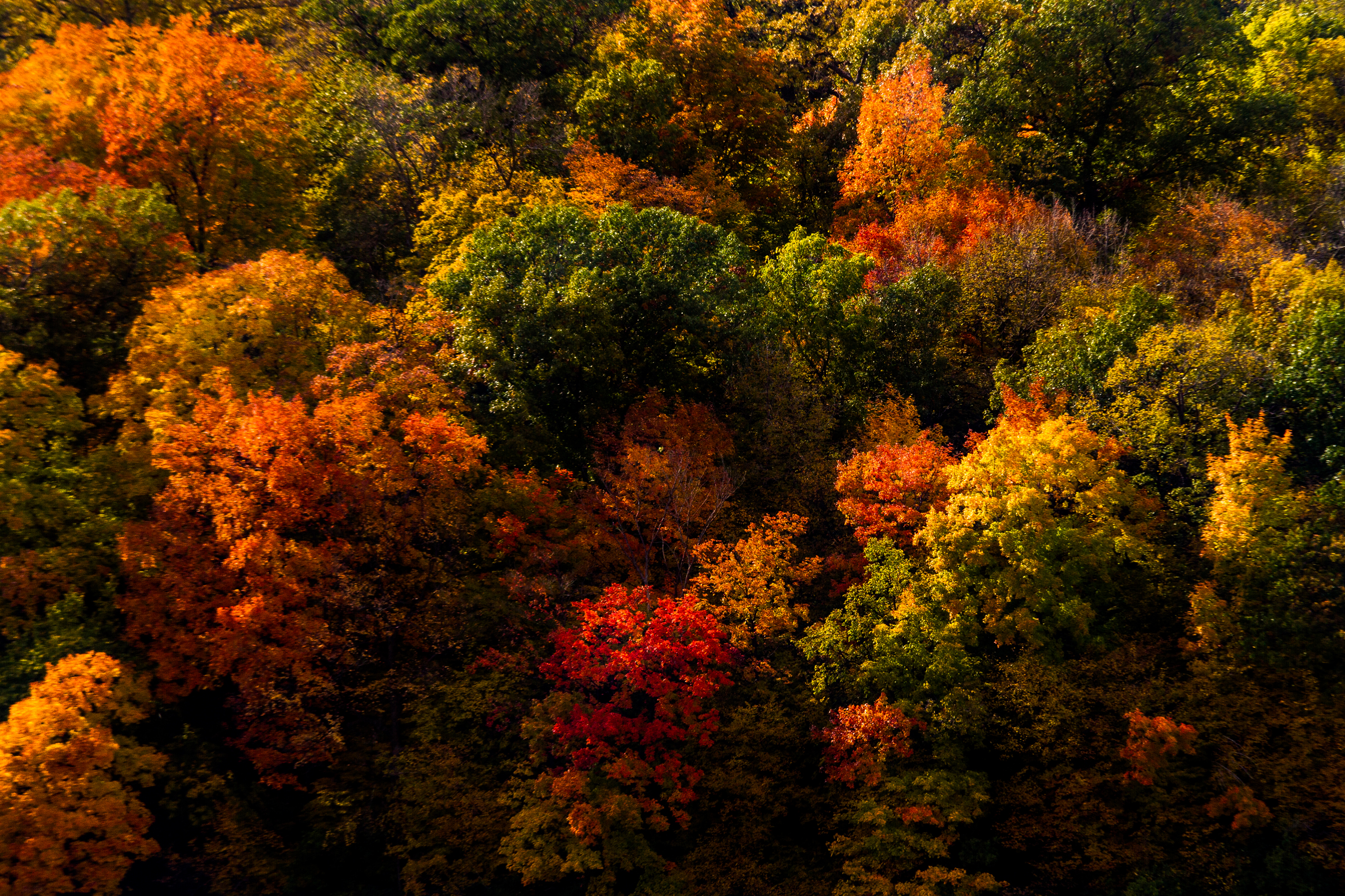 PCデスクトップに木, 秋, 森, 地球, カラフル画像を無料でダウンロード