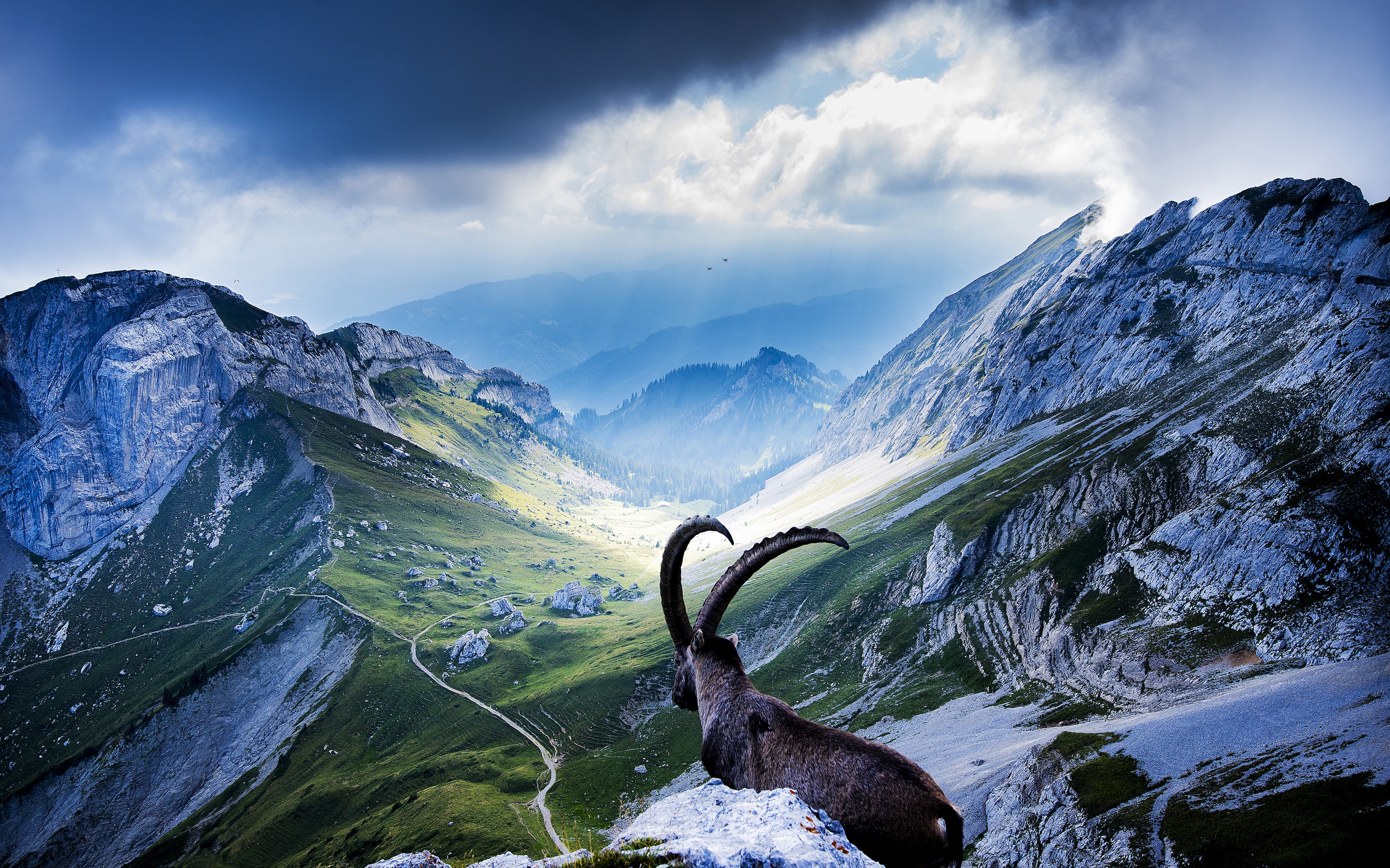 Download mobile wallpaper Animal, Goat for free.