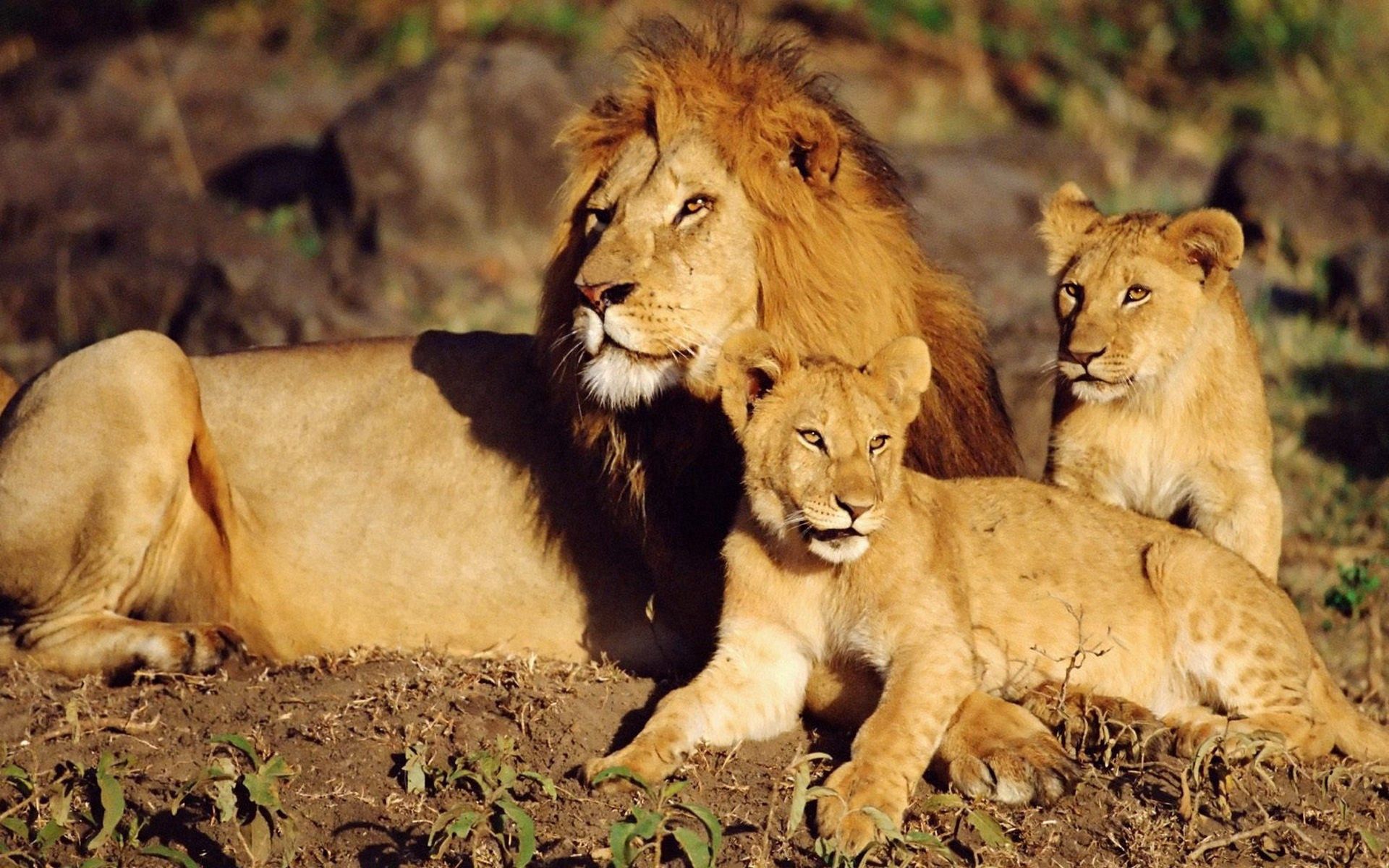 lions, care, lie, family, animals, sun, to lie down Full HD