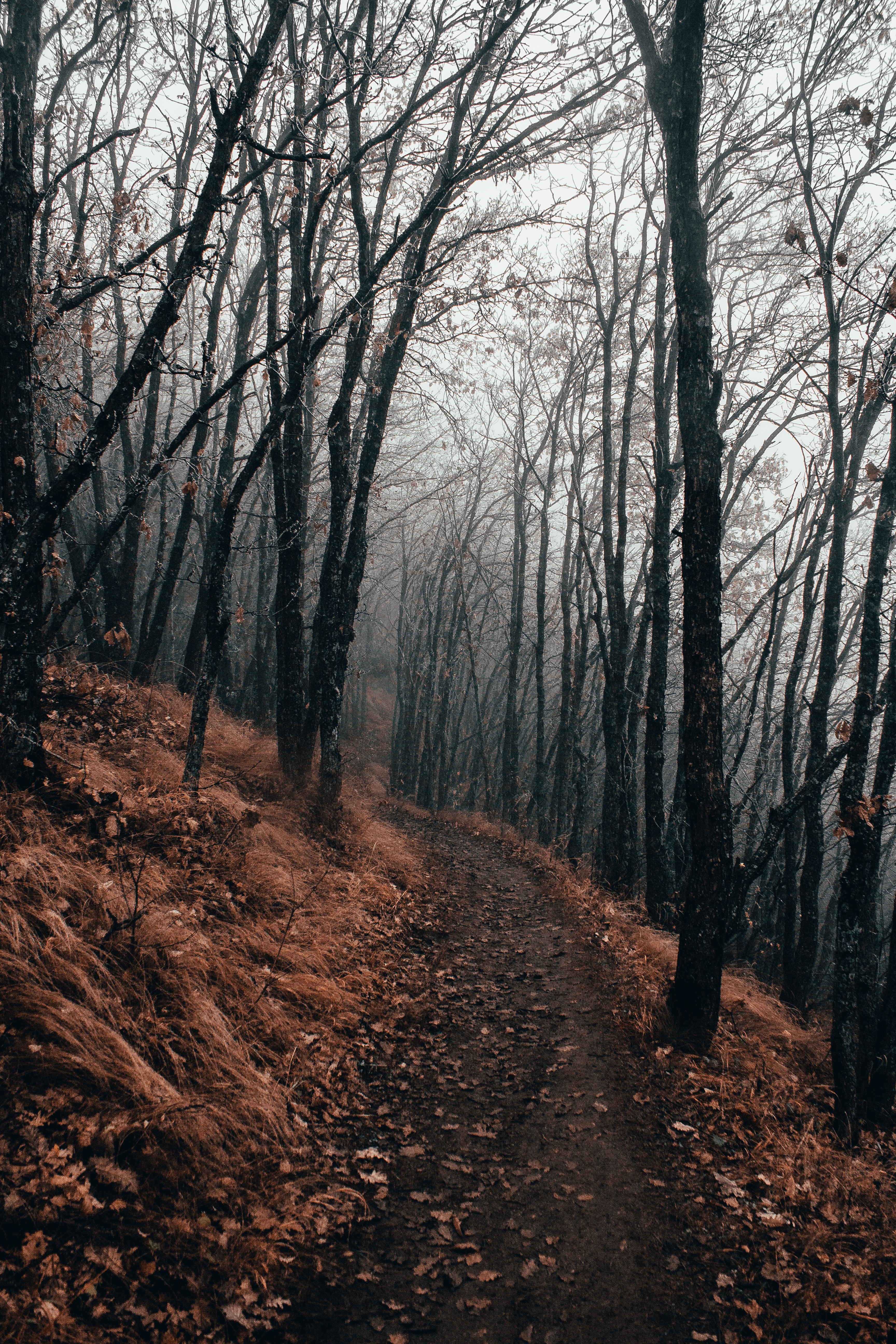autumn, path, forest, nature, fog