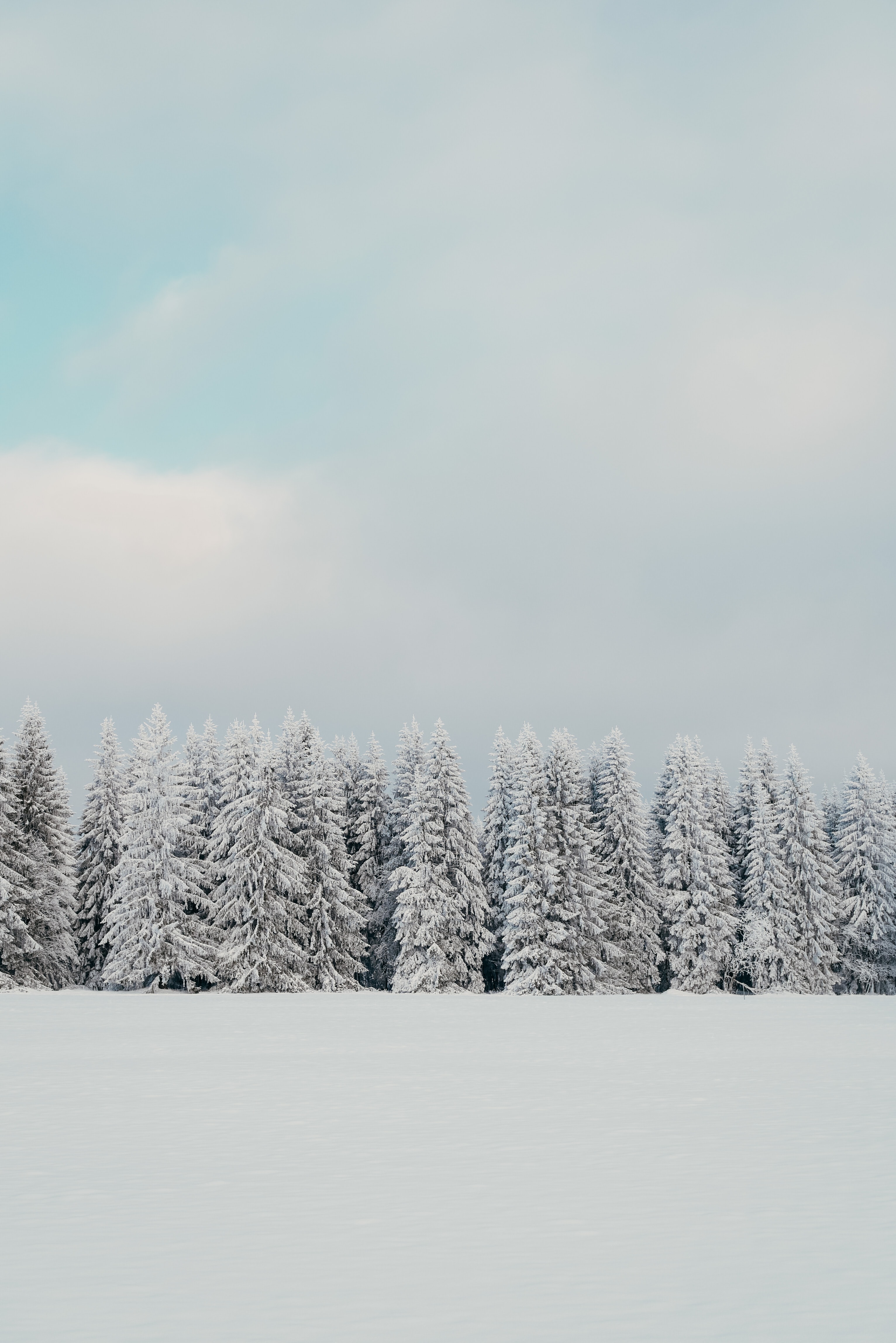 winter, nature, trees, snow, fir trees, white Panoramic Wallpaper