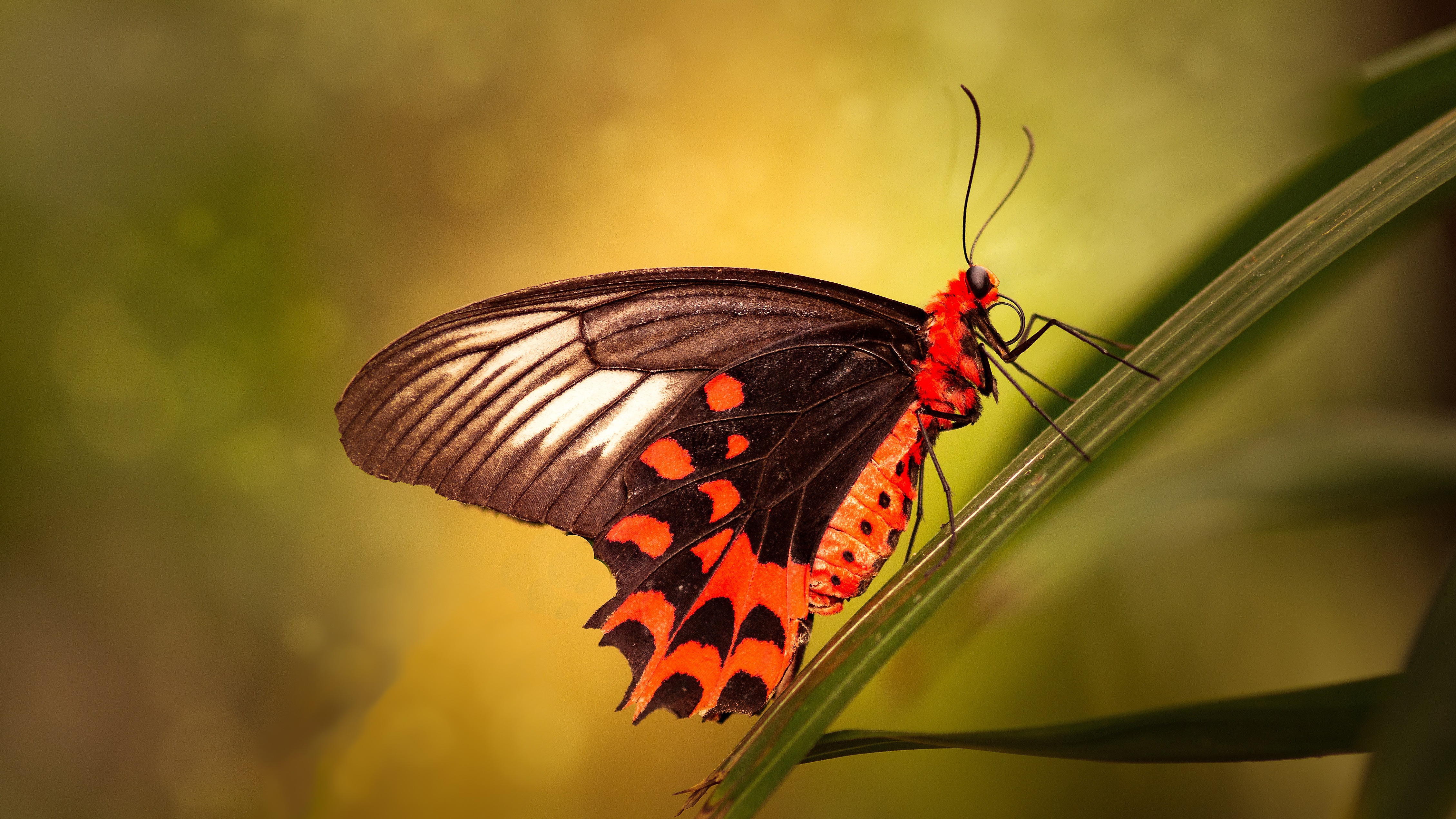 Download mobile wallpaper Macro, Insect, Butterfly, Animal for free.