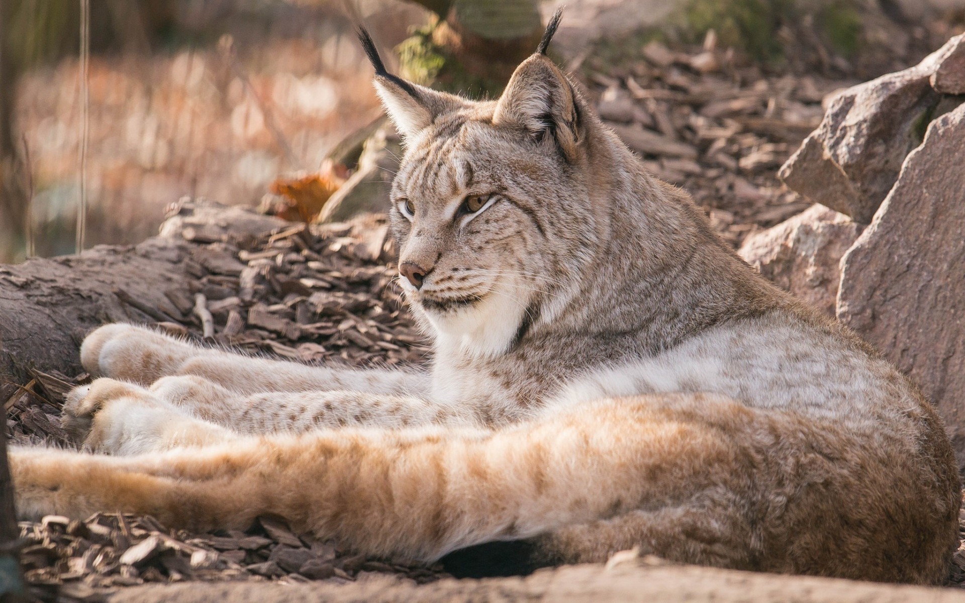 Téléchargez des papiers peints mobile Animaux, Chats, Lynx gratuitement.