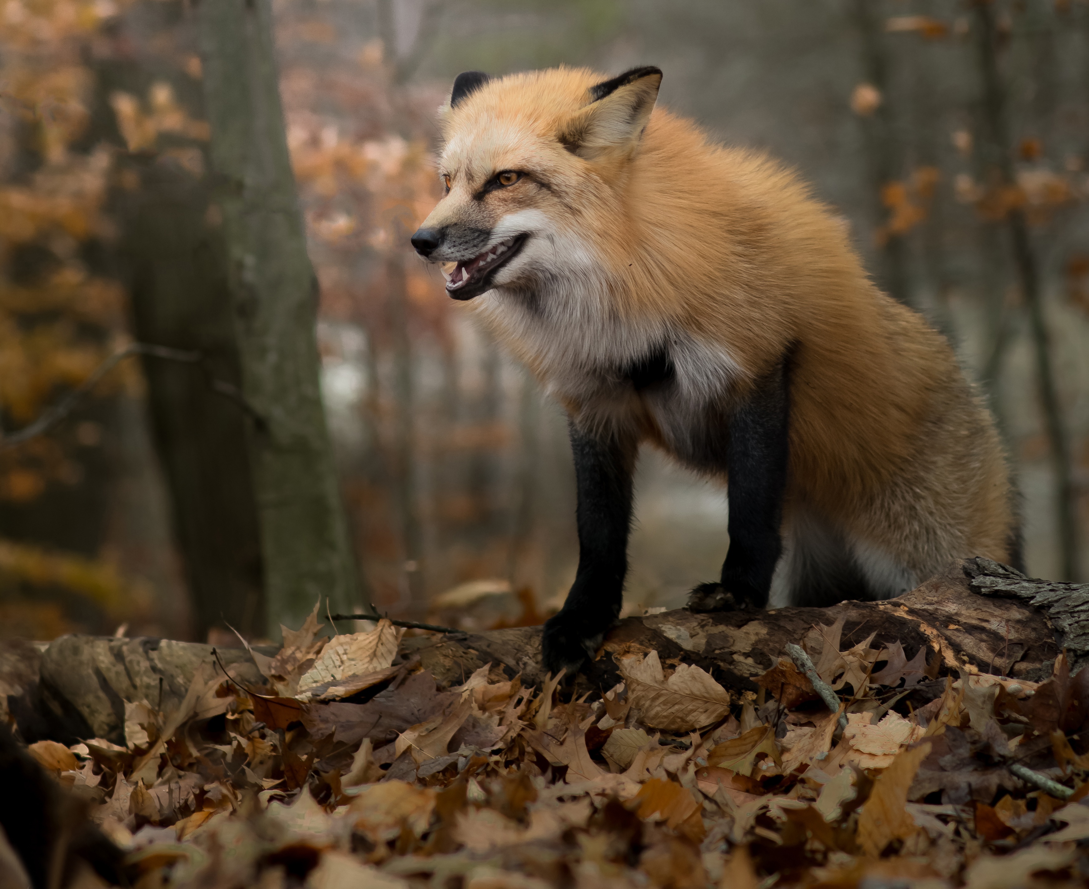 Download mobile wallpaper Fox, Fall, Animal for free.