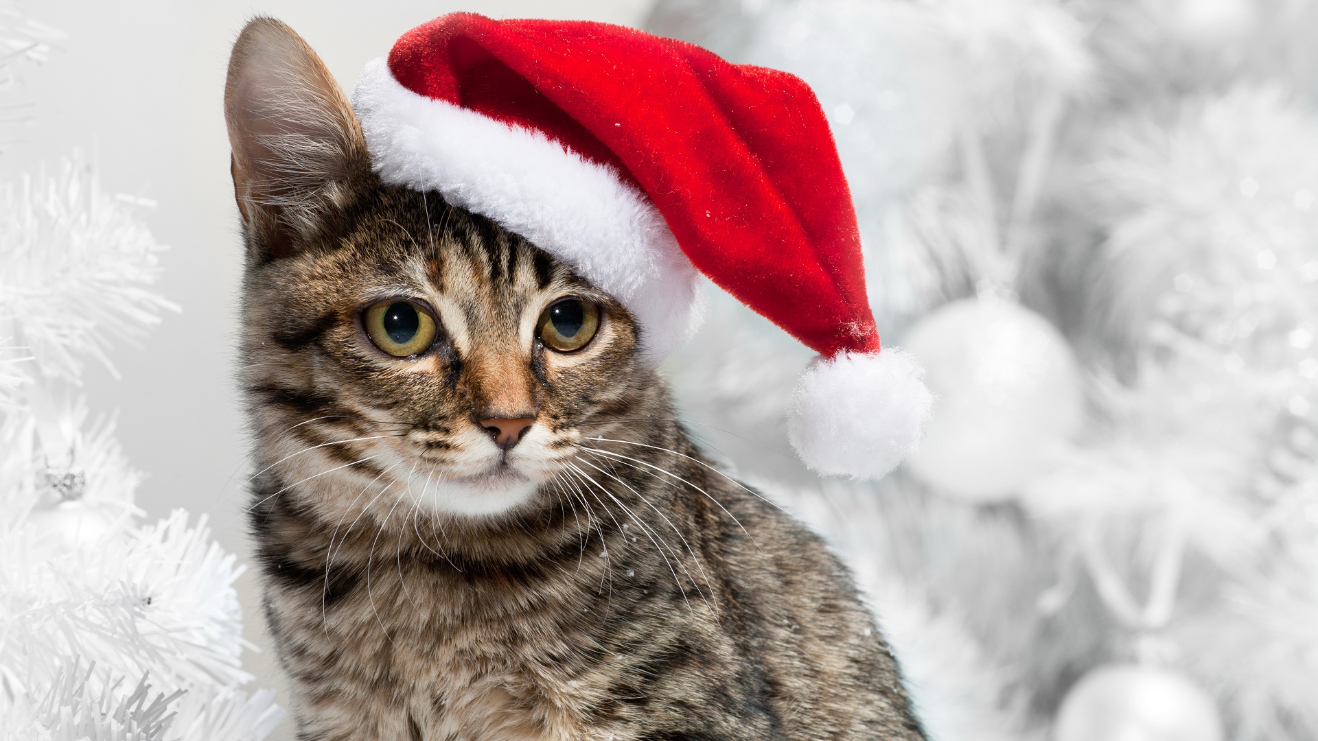 Handy-Wallpaper Tiere, Katzen, Katze, Auge, Weihnachtsmütze kostenlos herunterladen.