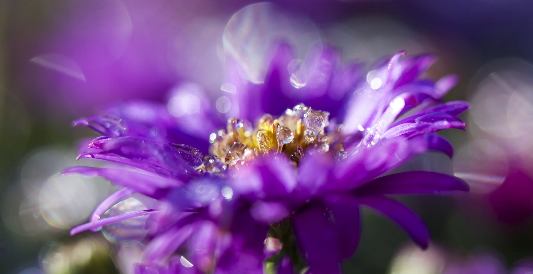 Téléchargez gratuitement l'image Fleurs, Fleur, Macro, Bokeh, Fleur Mauve, Terre/nature, Goutte D'eau sur le bureau de votre PC