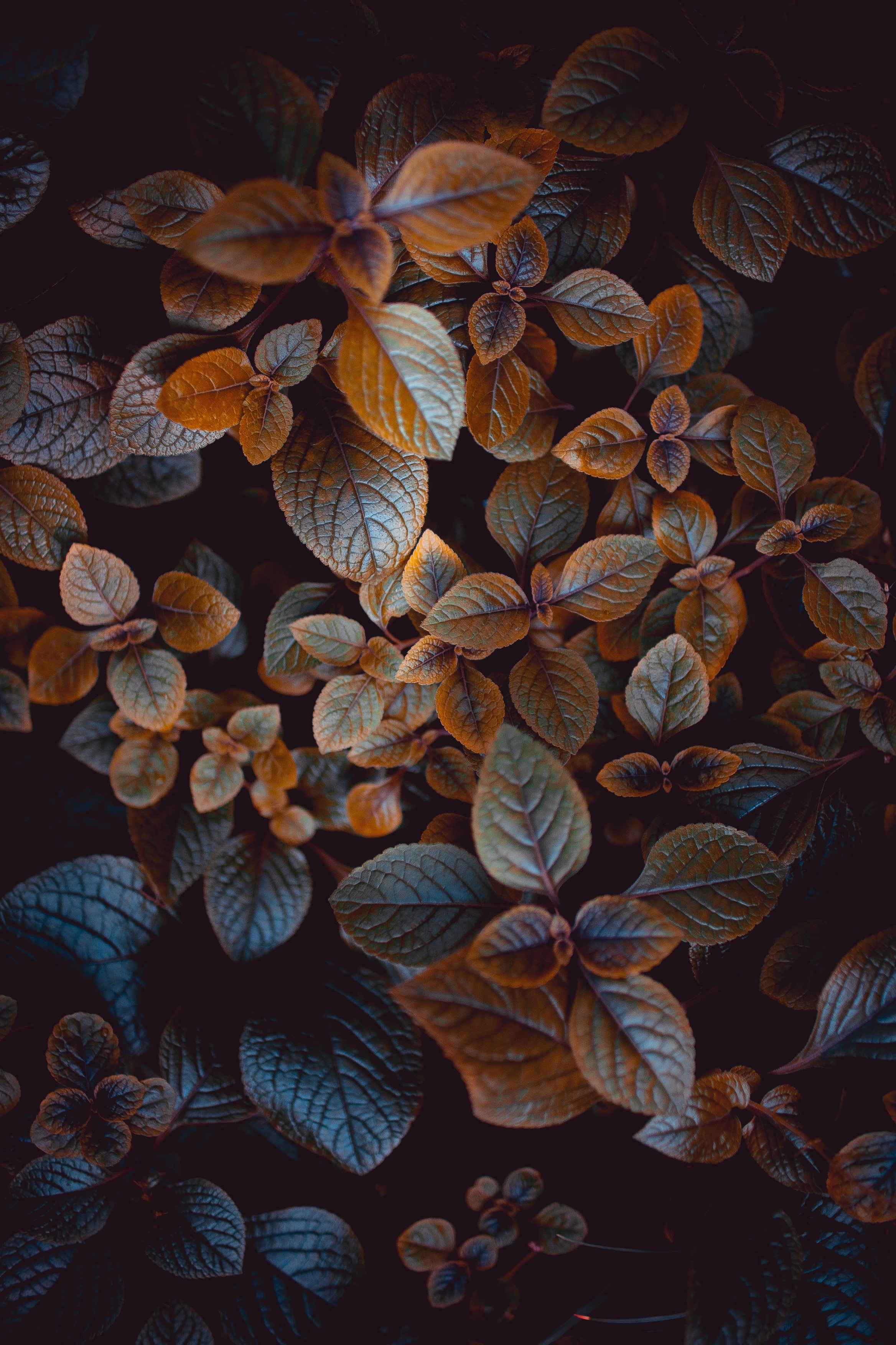 blur, carved, plant, smooth, leaves, nature, bush, macro Full HD