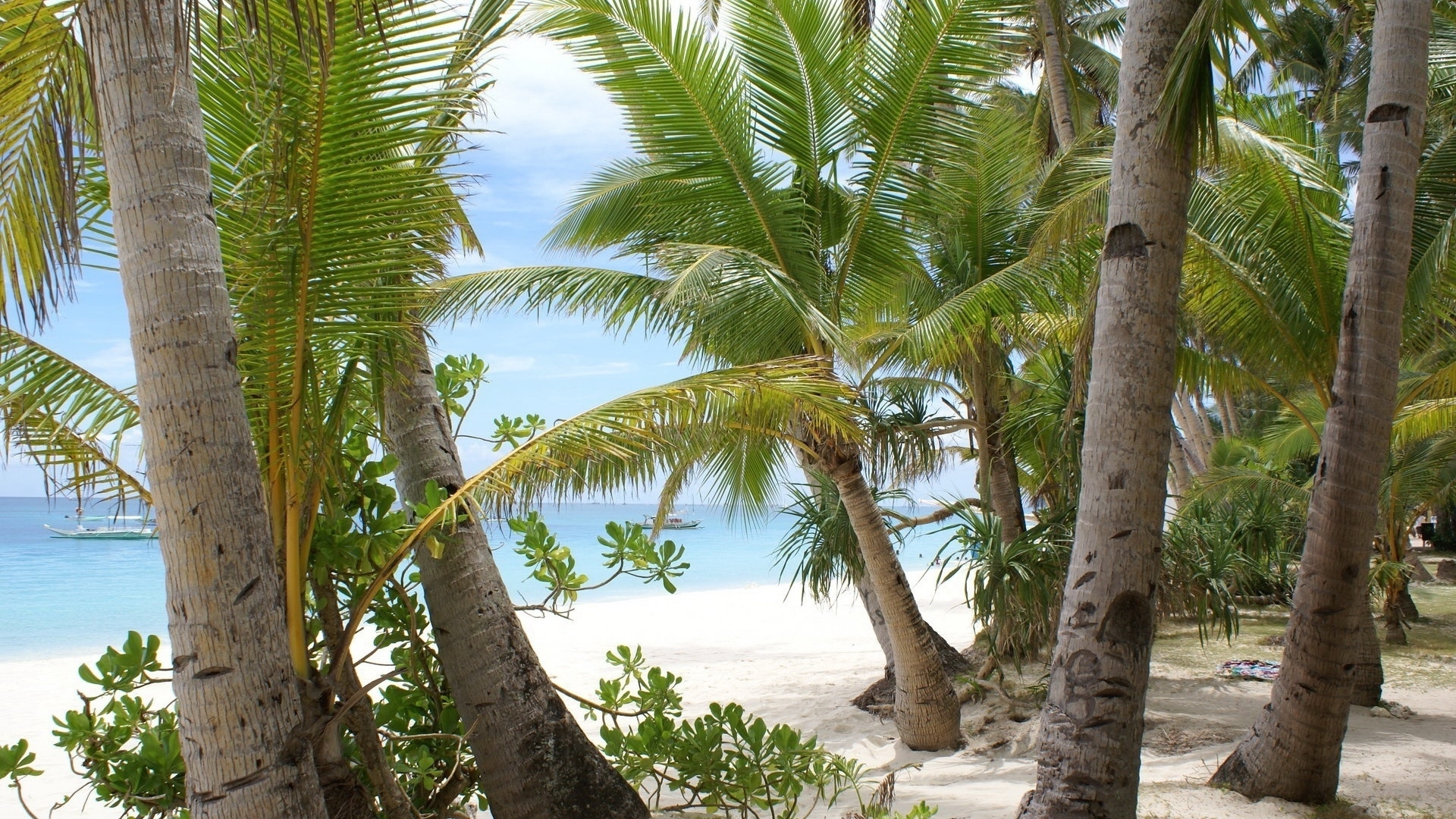 landscape, palms, beach Phone Background