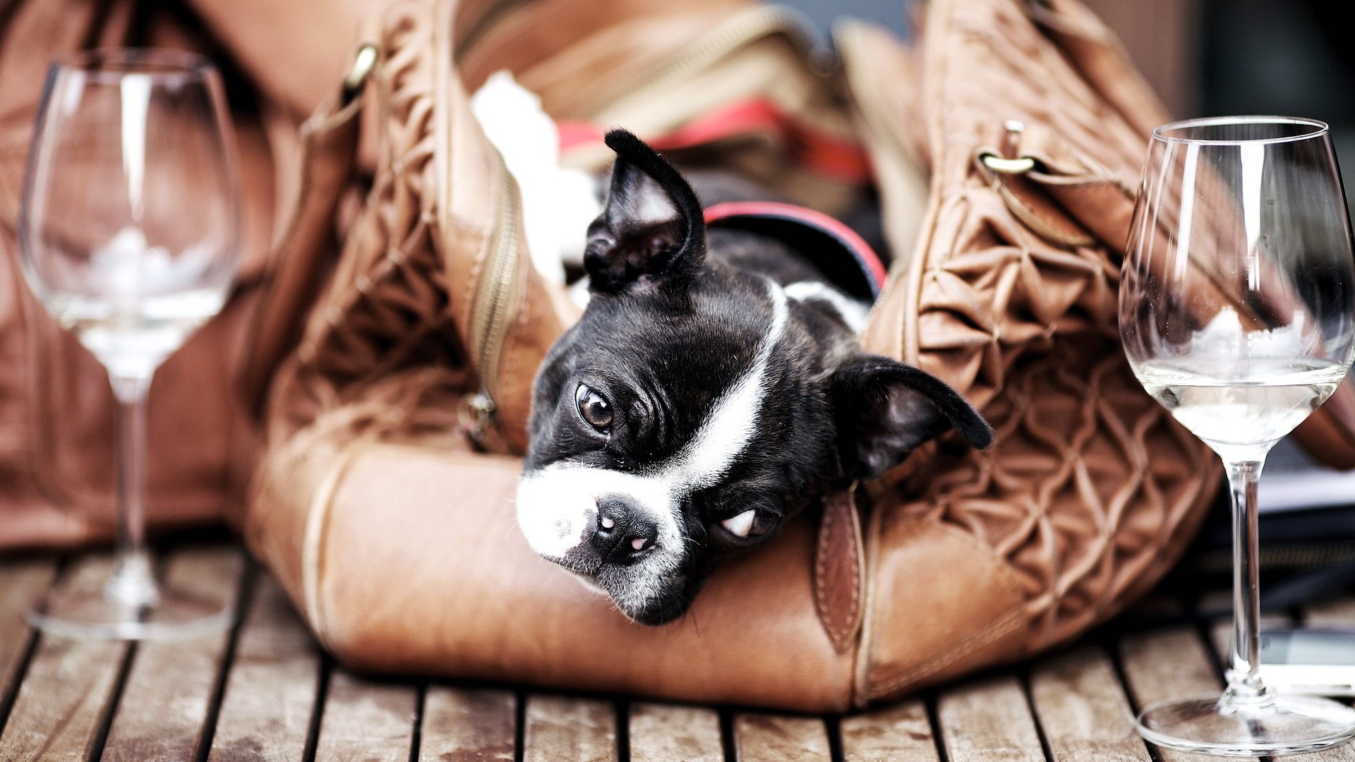 Laden Sie das Tiere, Hund, Französisch Bulldogge-Bild kostenlos auf Ihren PC-Desktop herunter