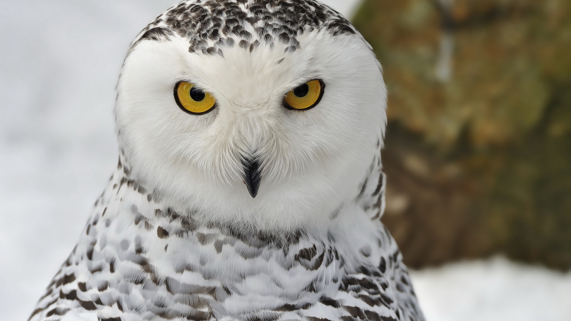 Laden Sie das Tiere, Schnee Eule-Bild kostenlos auf Ihren PC-Desktop herunter