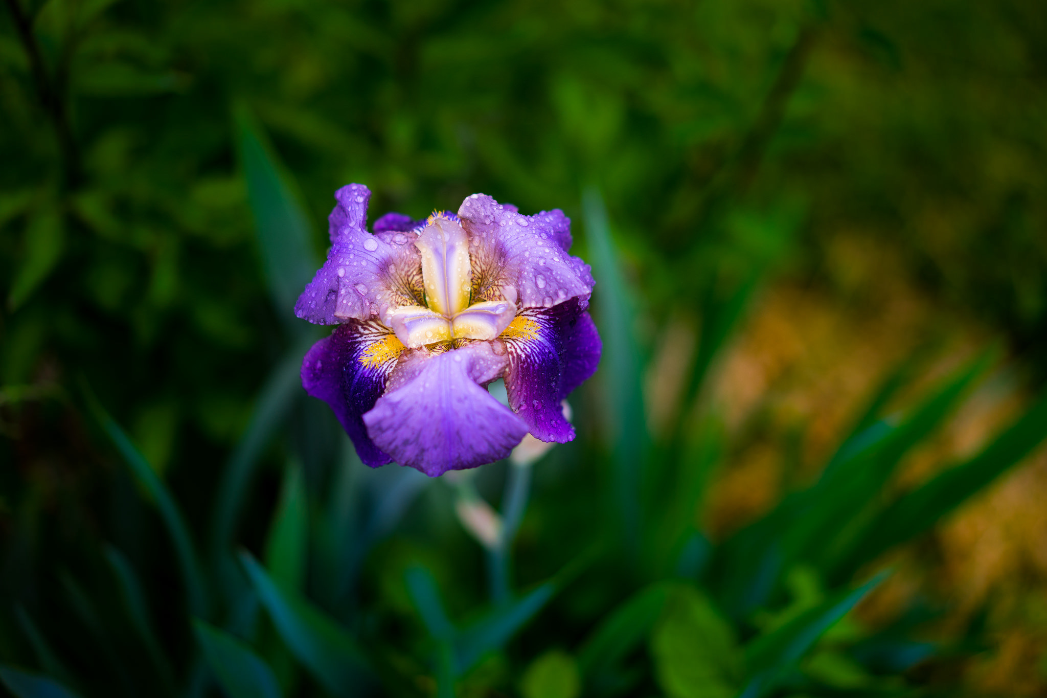 Free download wallpaper Nature, Flowers, Iris, Flower, Close Up, Earth, Purple Flower, Water Drop on your PC desktop