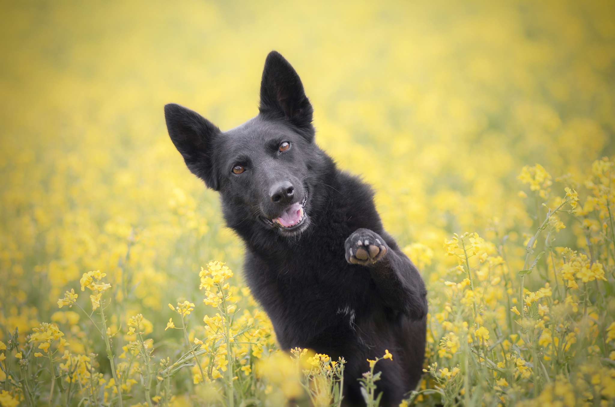 Download mobile wallpaper Dogs, Dog, Animal, Yellow Flower for free.