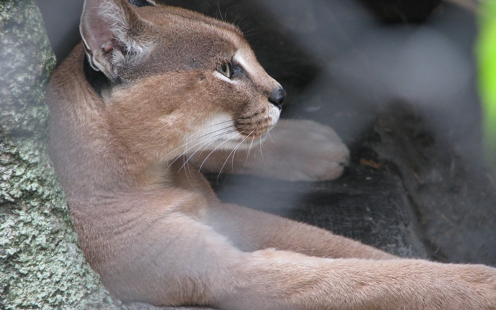 Download mobile wallpaper Cougar, Cats, Animal for free.