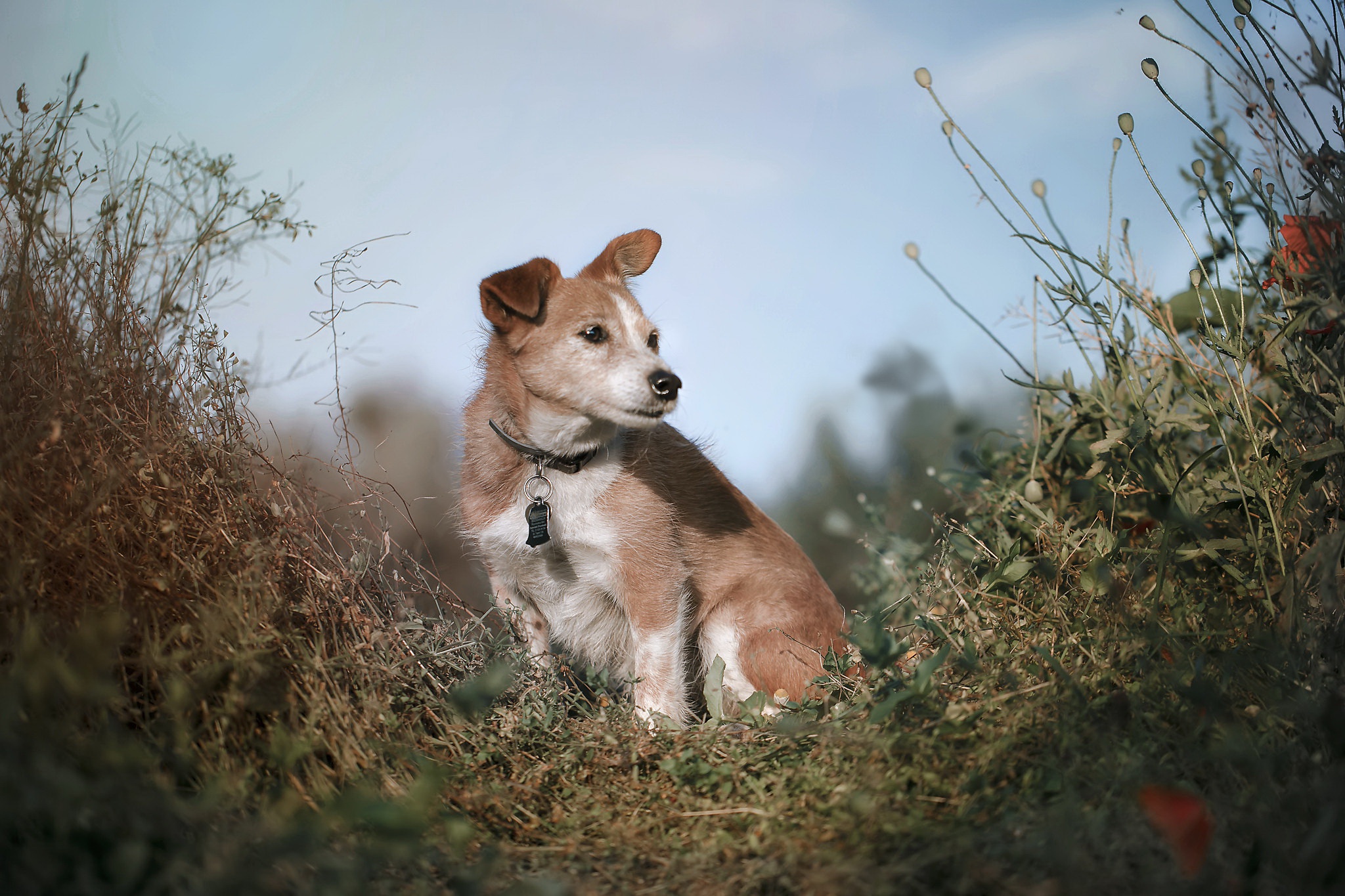 PCデスクトップに犬, 動物画像を無料でダウンロード