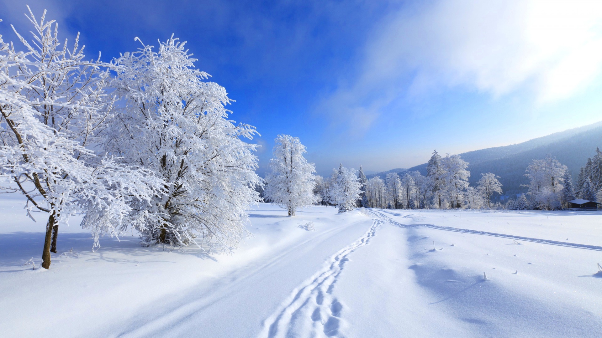 earth, winter, footprint, snow, tree