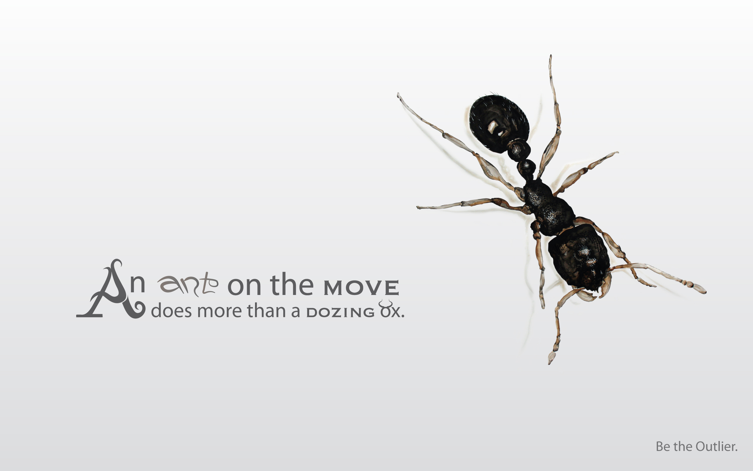 Download mobile wallpaper Animal, Ant, Statement for free.