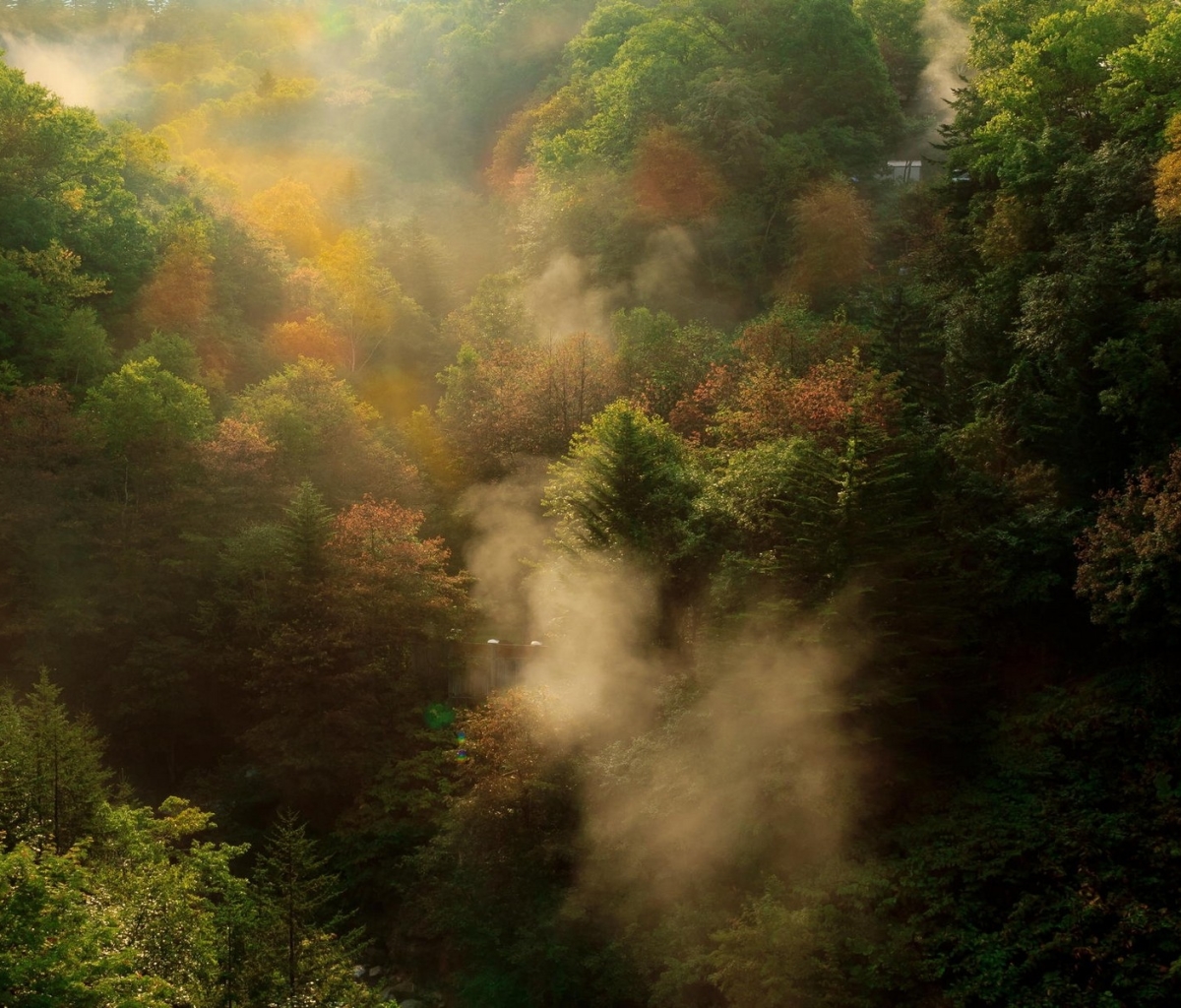 Скачать обои бесплатно Пейзаж, Лес, Туман, Ландшафт, Земля/природа картинка на рабочий стол ПК