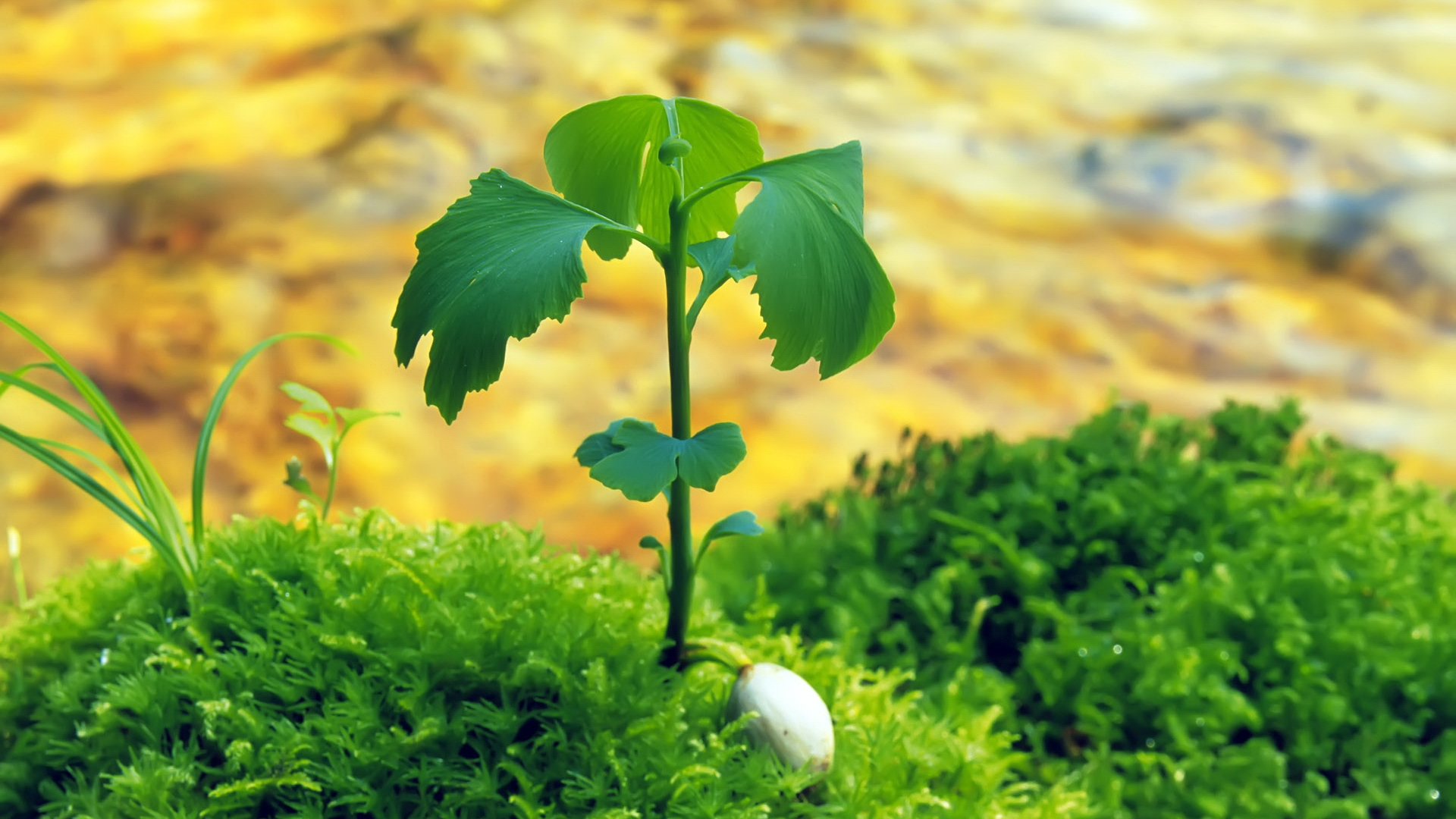 Free download wallpaper Plant, Earth on your PC desktop