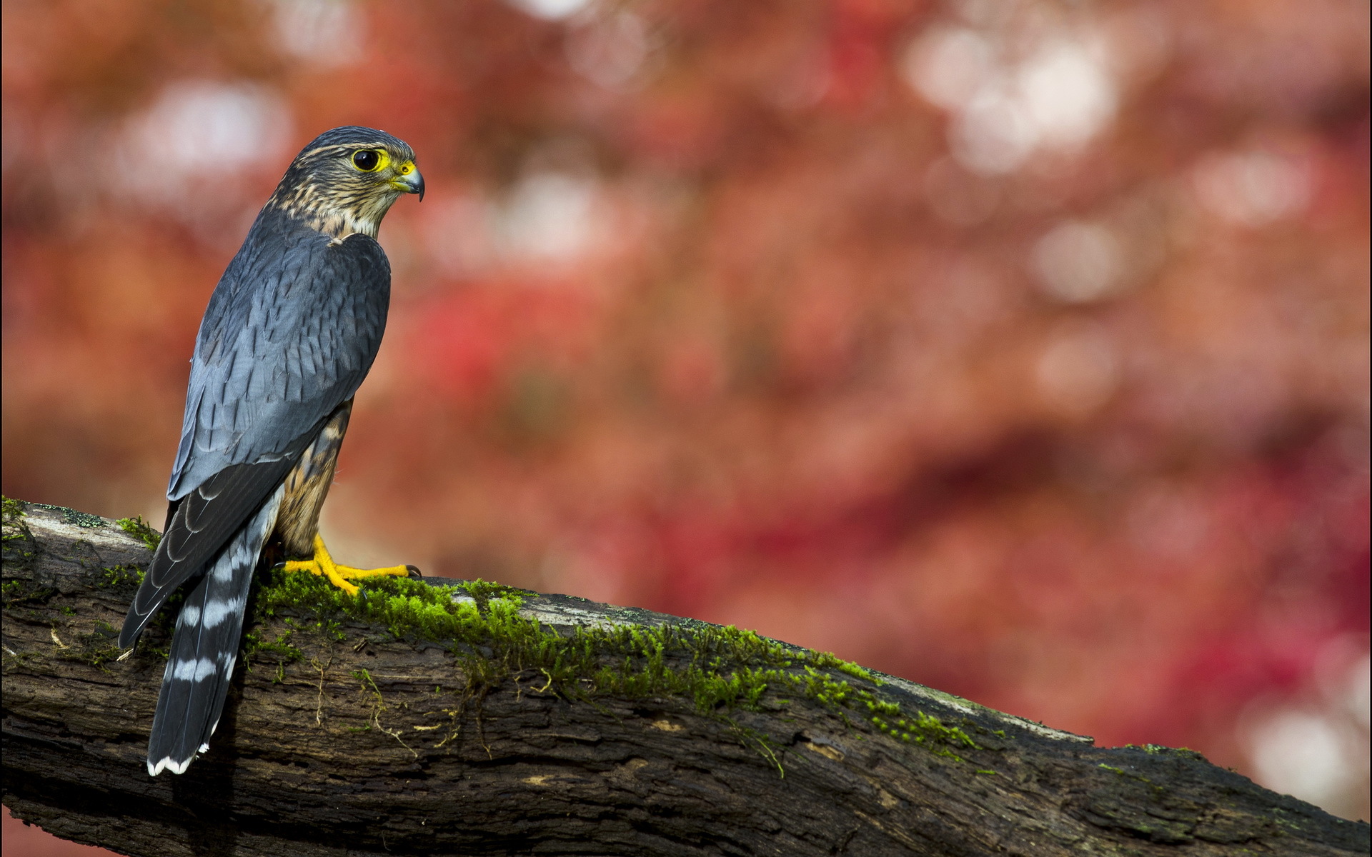 animal, hawk, birds HD for desktop 1080p