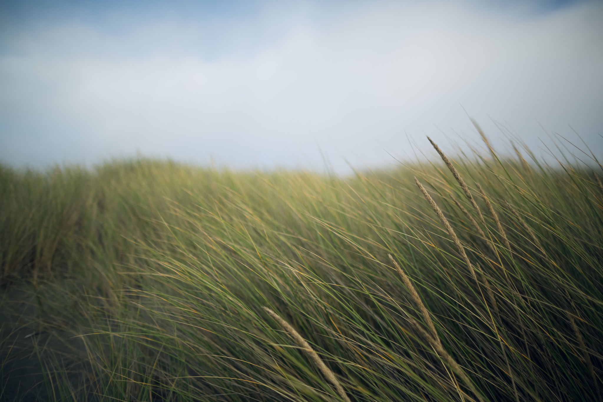 Download mobile wallpaper Grass, Earth for free.