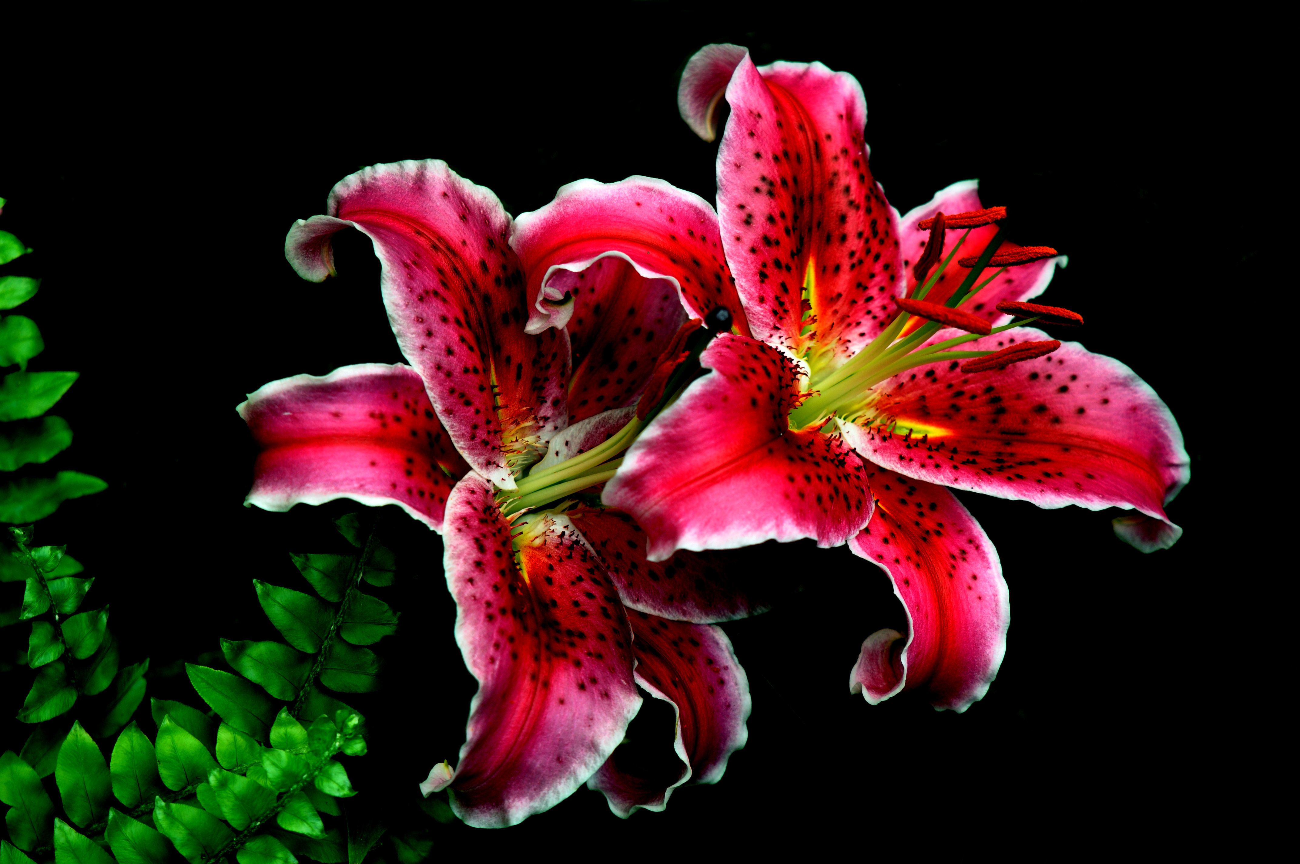 Descarga gratuita de fondo de pantalla para móvil de Flores, Flor, Flor Rosa, Lirio, Tierra/naturaleza.