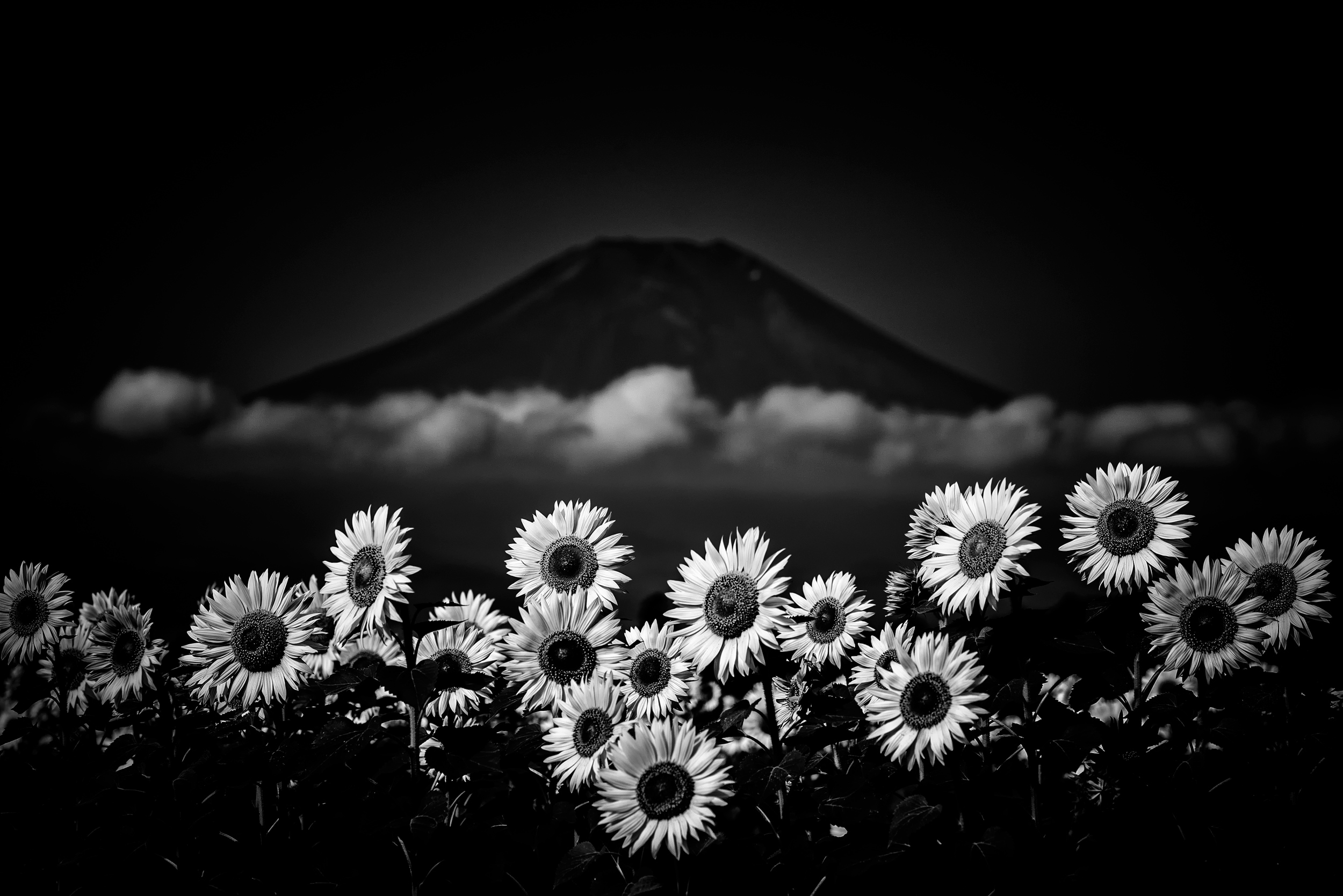 Descarga gratis la imagen Naturaleza, Flores, Flor, Girasol, Blanco Y Negro, Volcán, Tierra/naturaleza en el escritorio de tu PC