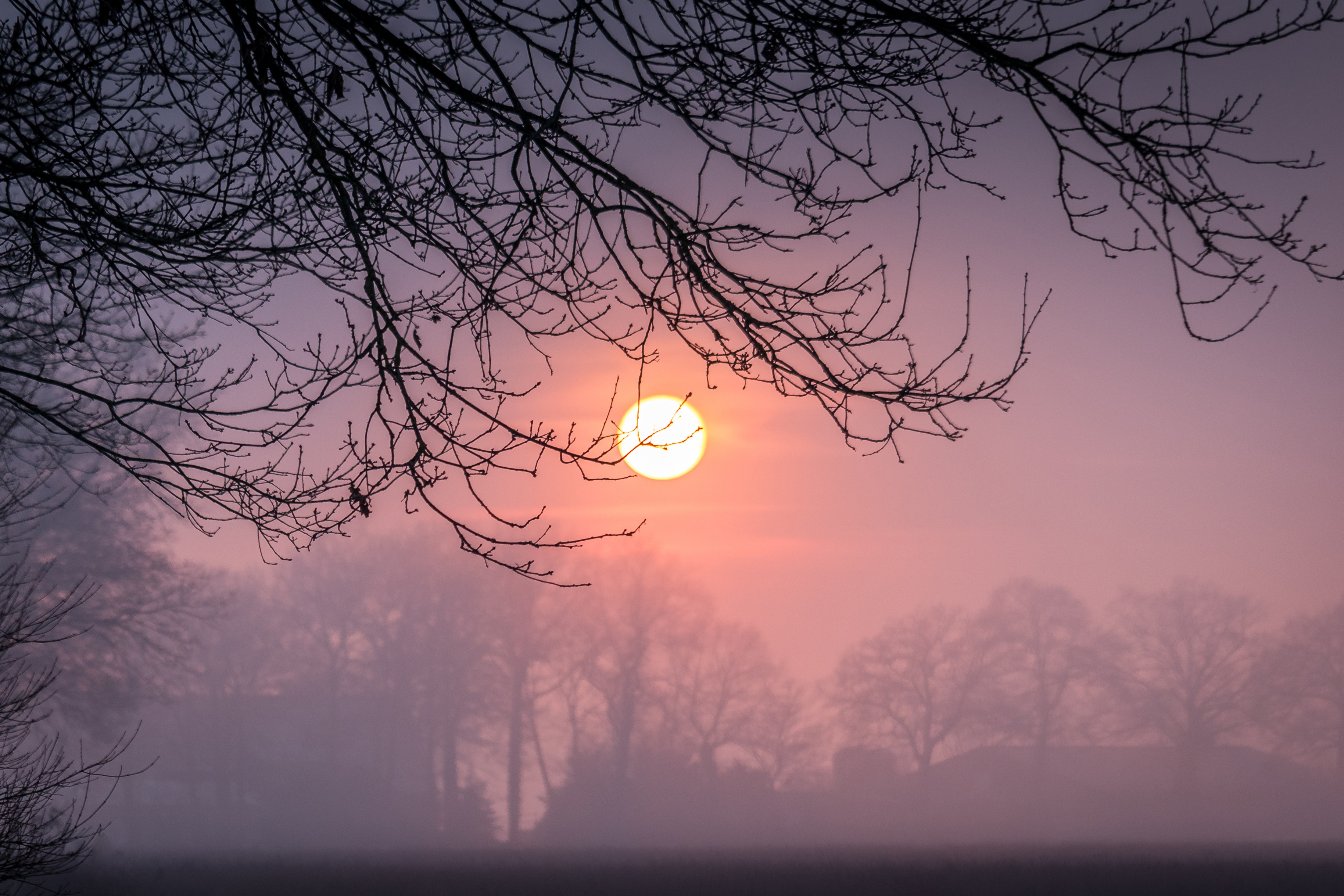 Download mobile wallpaper Winter, Sunset, Sun, Fog, Branch, Earth for free.