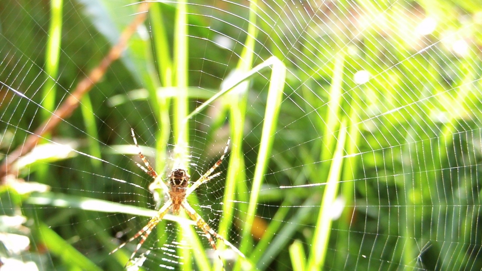 Download mobile wallpaper Spiders, Animal, Spider for free.